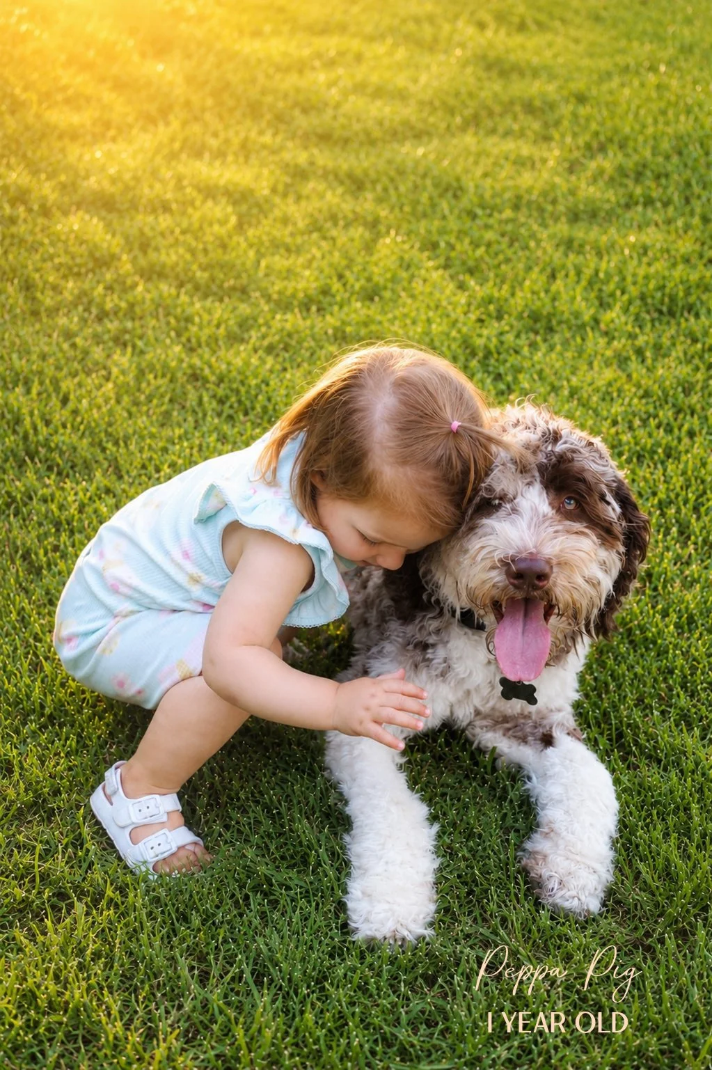 Chocolate Merle English Goldendoodle