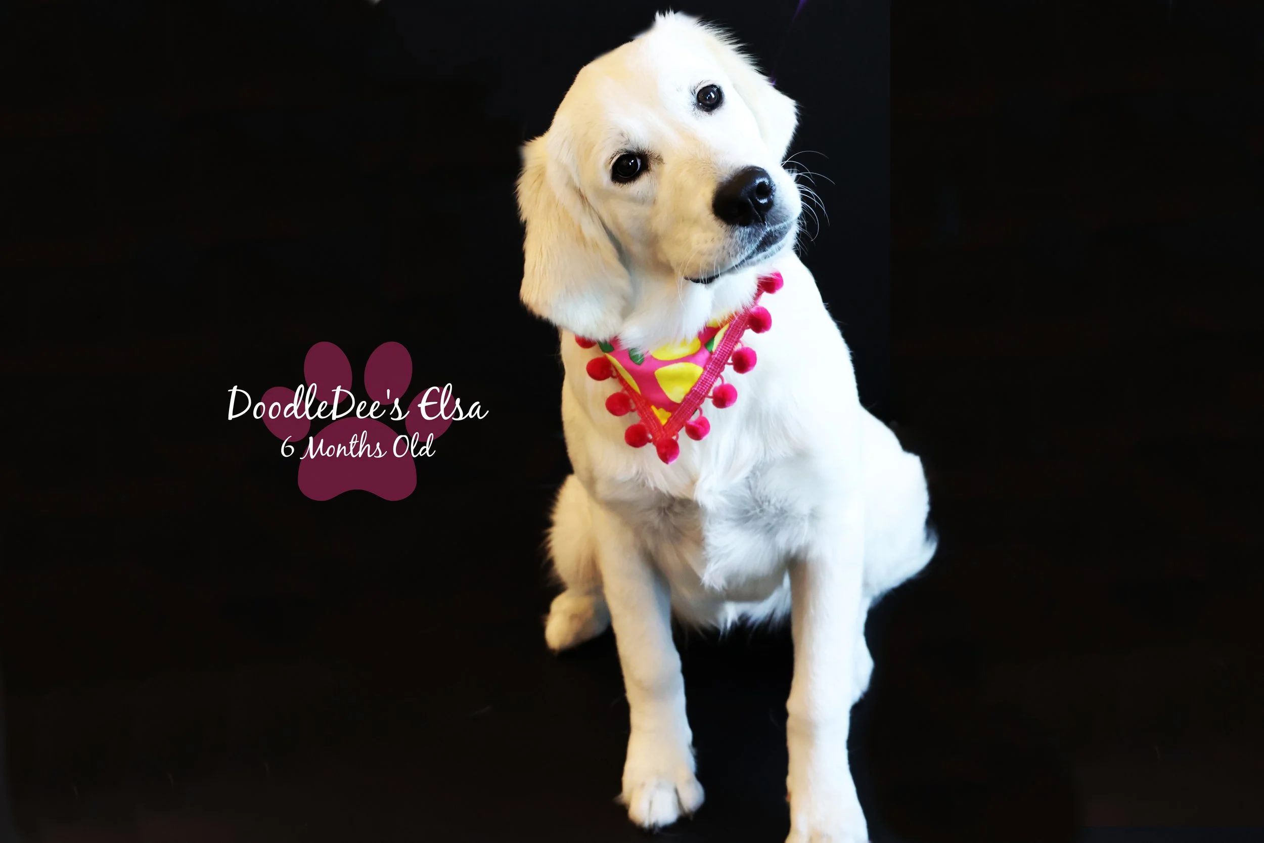 English Golden Retreiver-6 Months Old