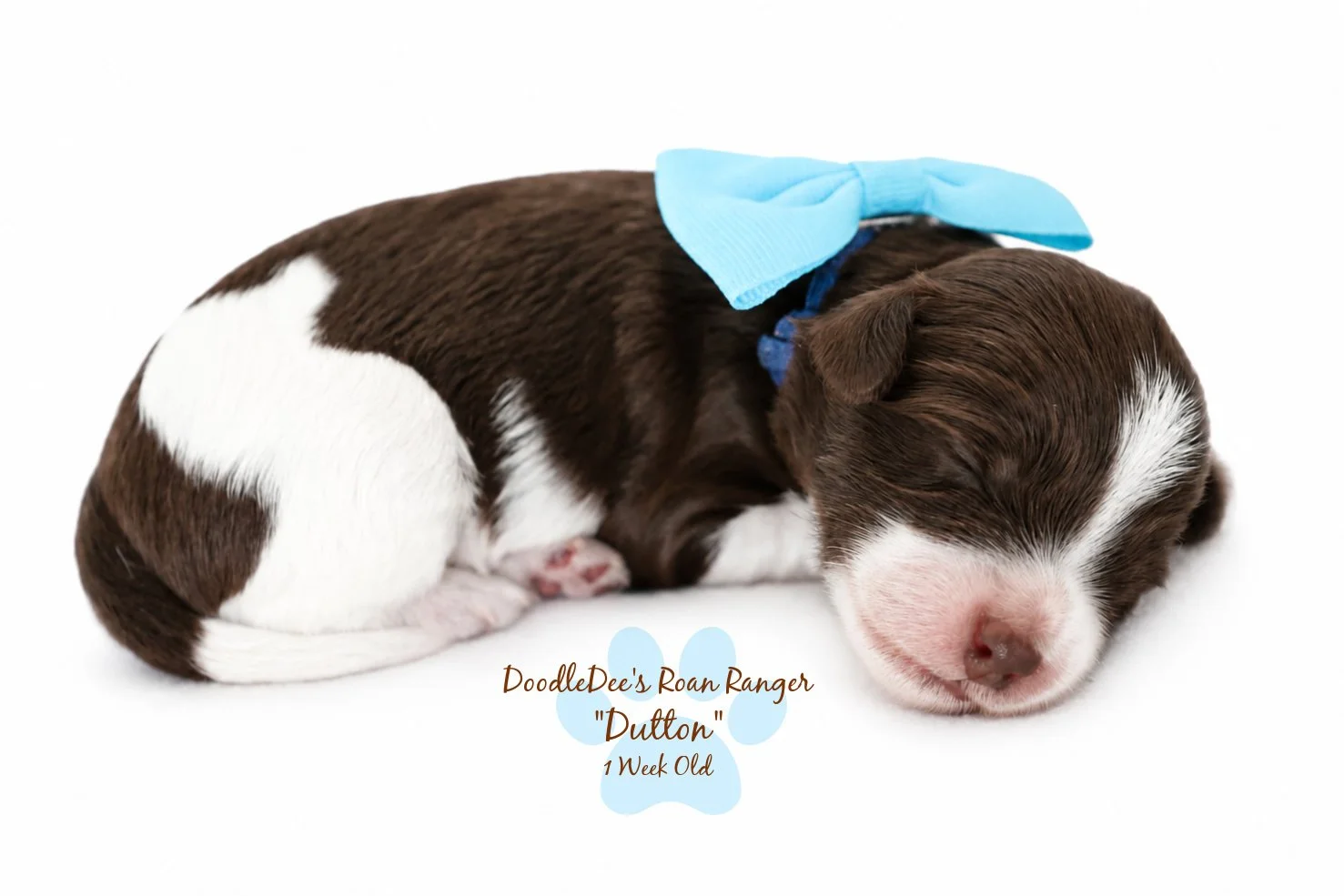 Chocolate Roan English Goldendoodle