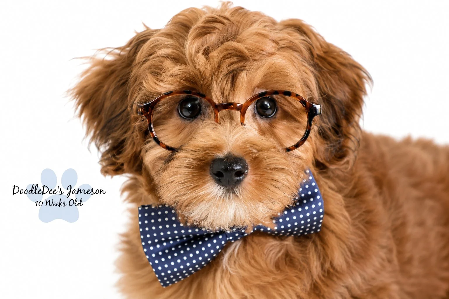 Micro Mini Sable English Goldendoodle