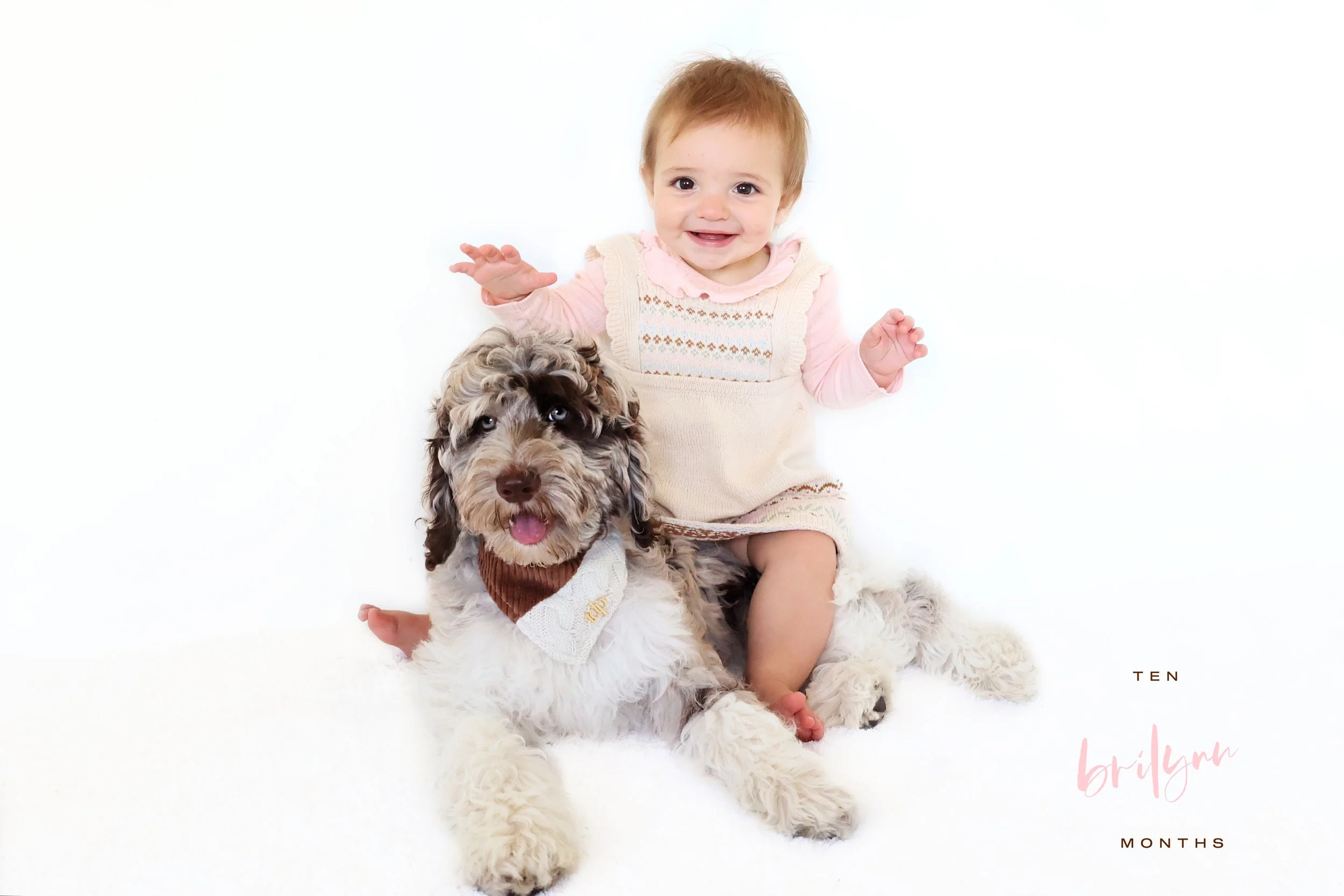 Chocolate Merle English Goldendoodle