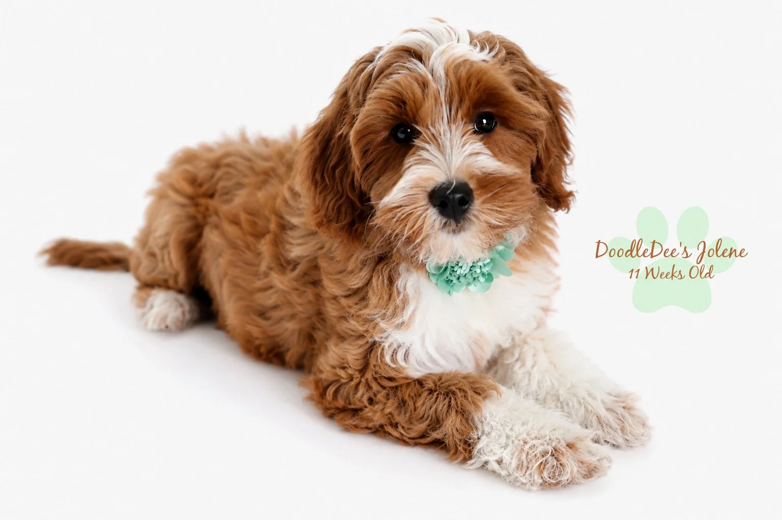 Petite English Goldendoodle