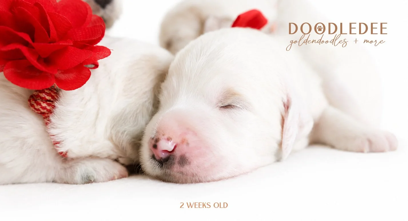 Mini Englsih Goldendoodles