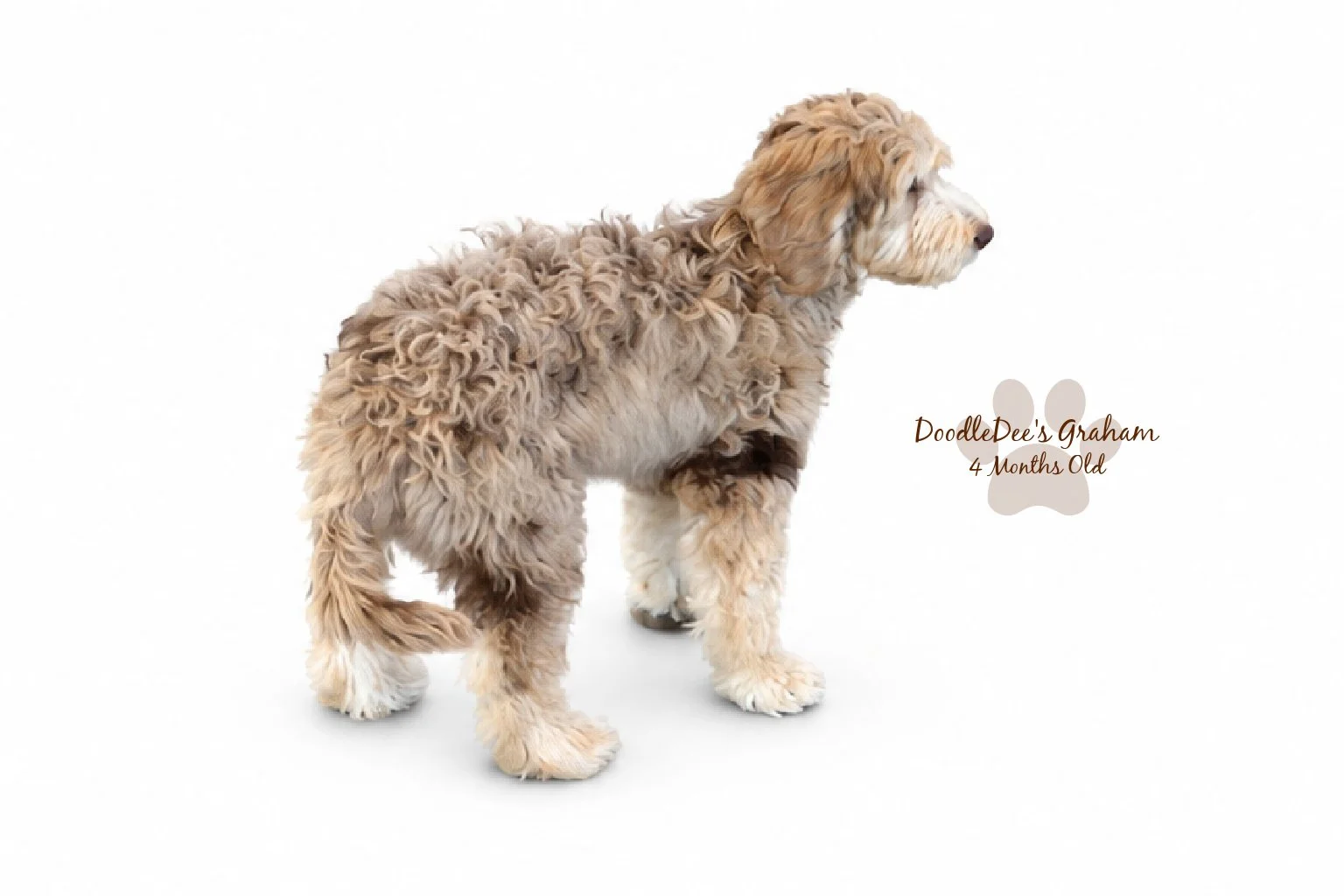 Mini Chocolate Phantom Merle English Goldendoodle Stud | 20 lbs