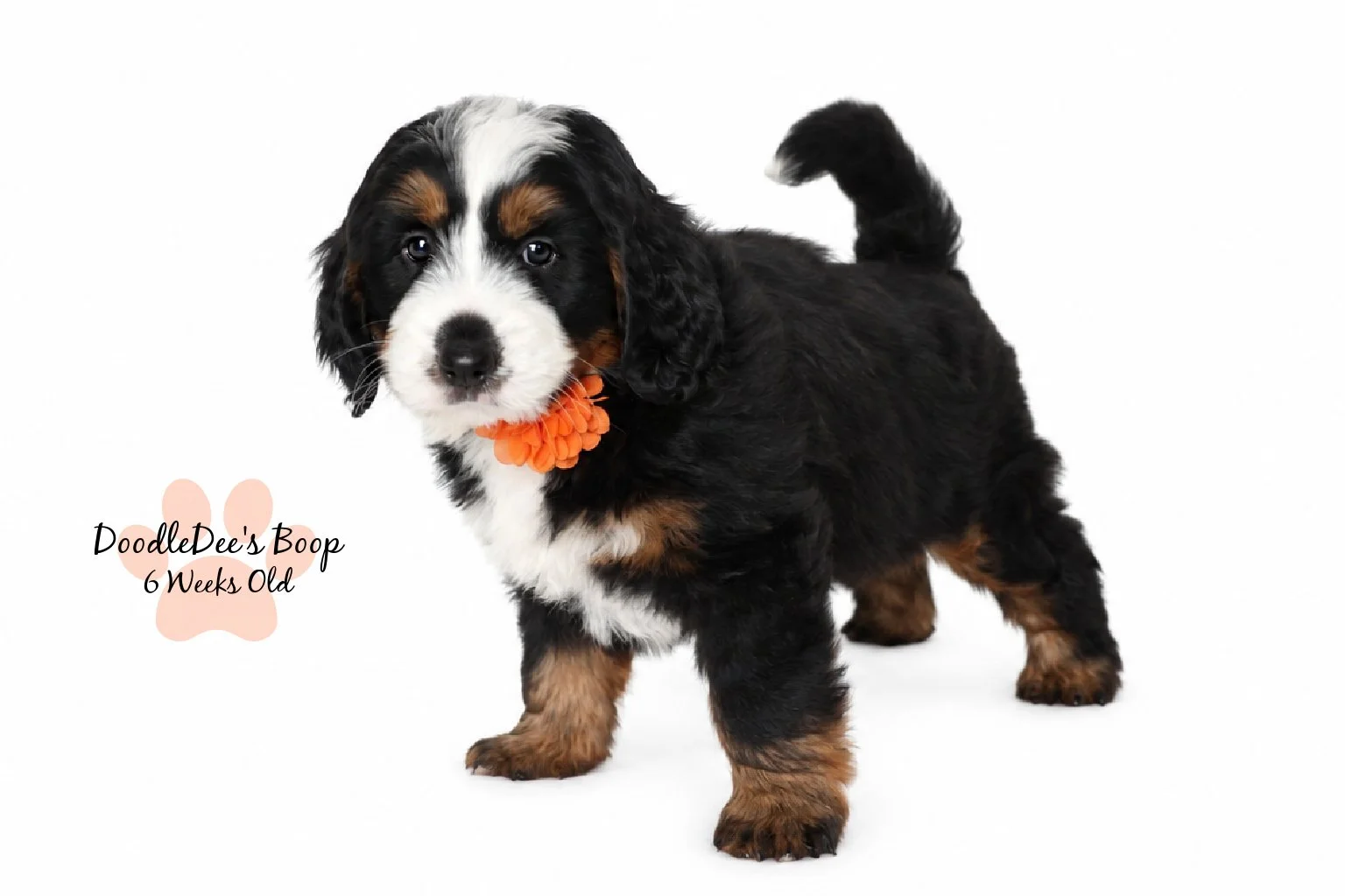 Medium Ultra Bernedoodle | Standard Ultra Bernedoodle 