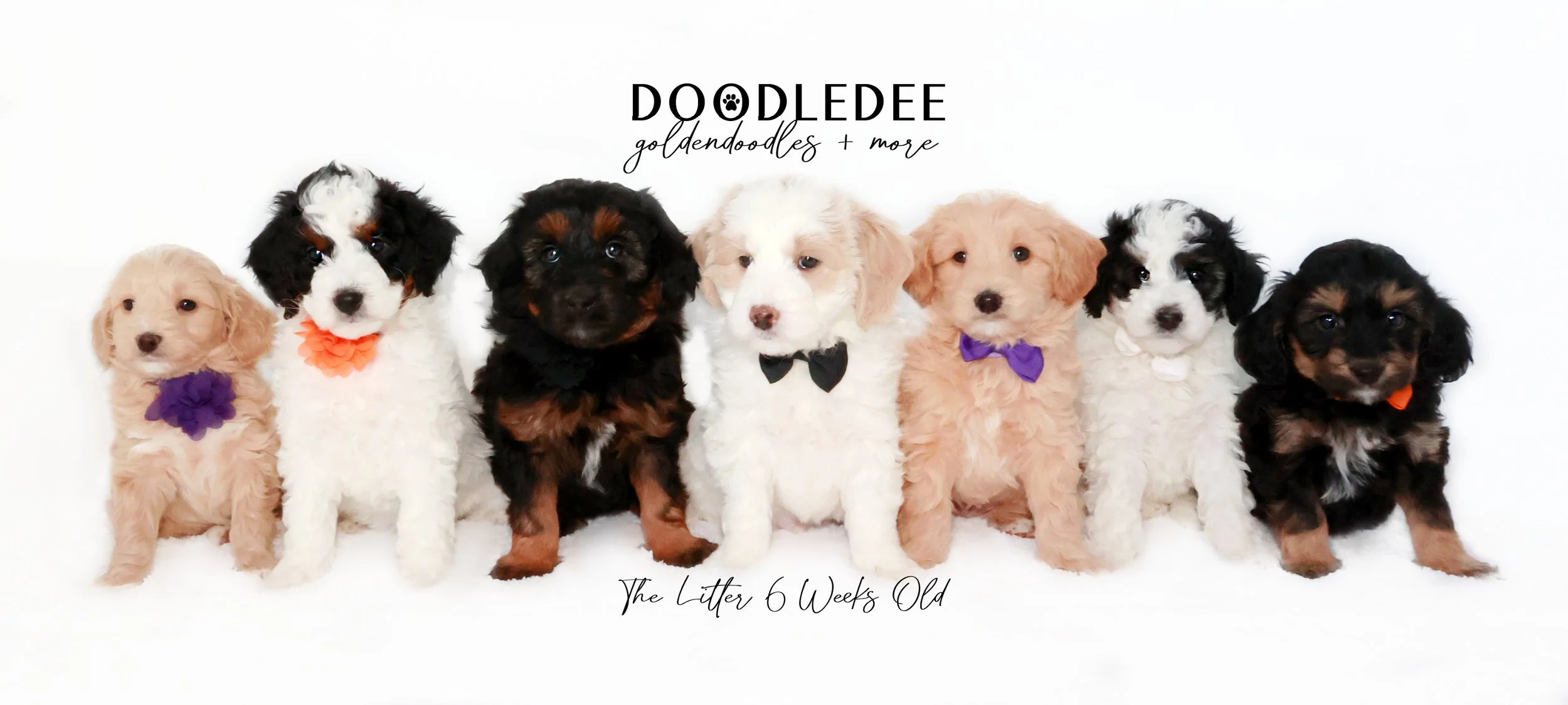 English Goldendoodle Puppies - Gazette