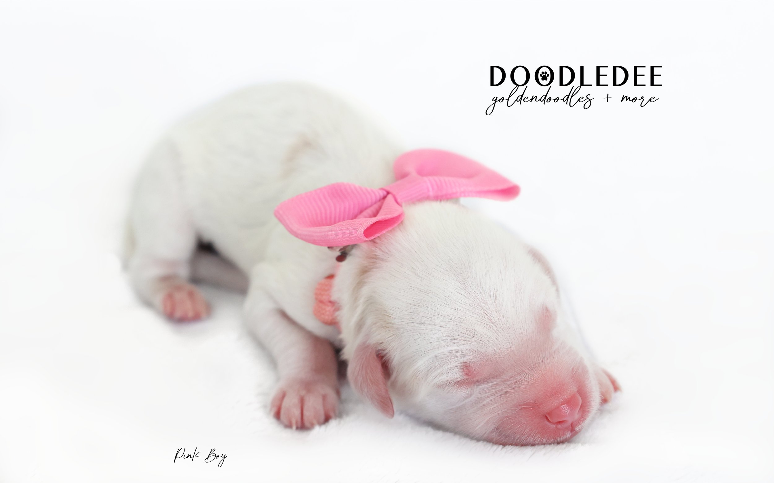 English Goldendoodle Puppies
