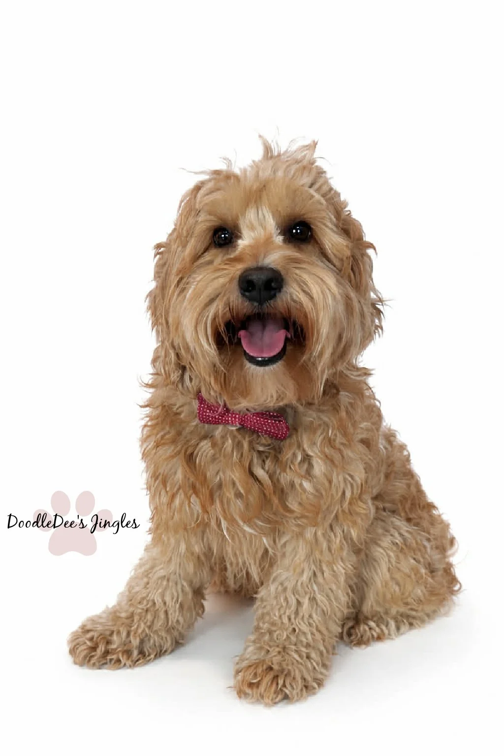 Mini English Goldendoodle Stud
