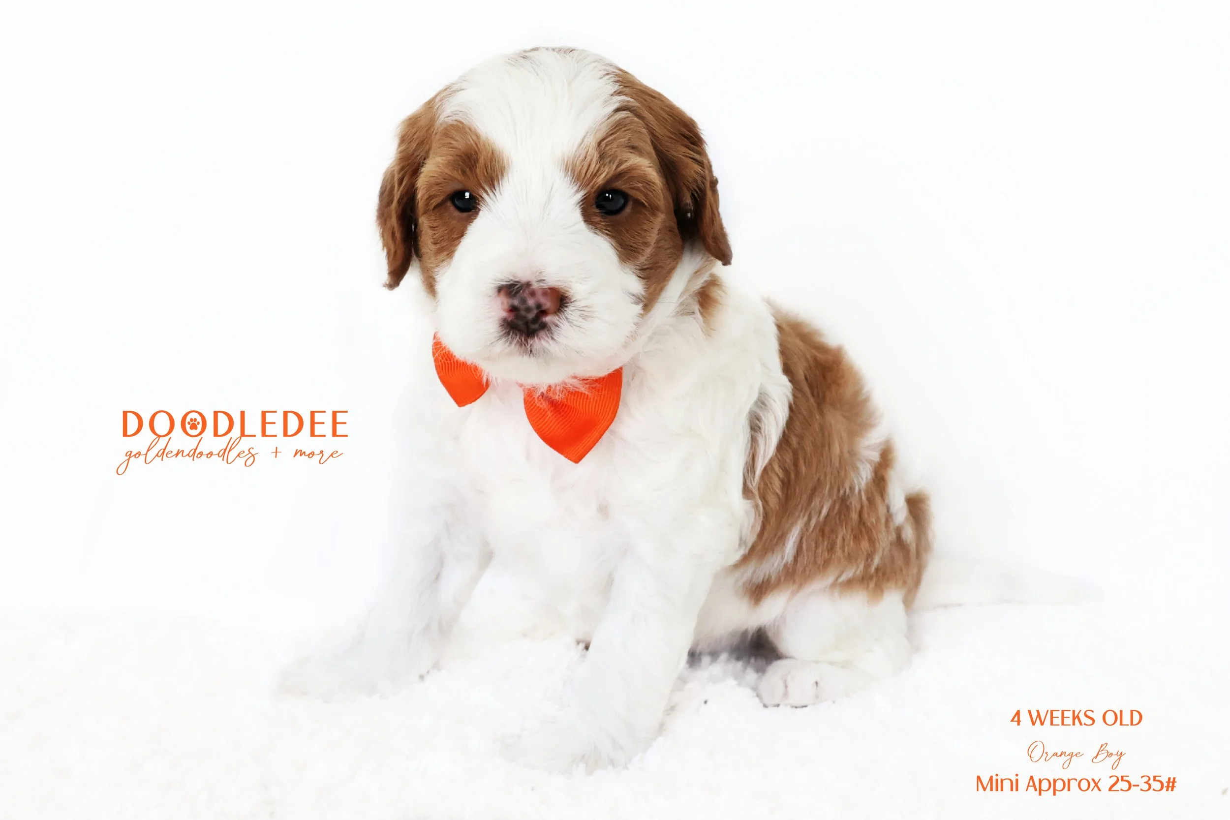 Mini English Goldendoodle