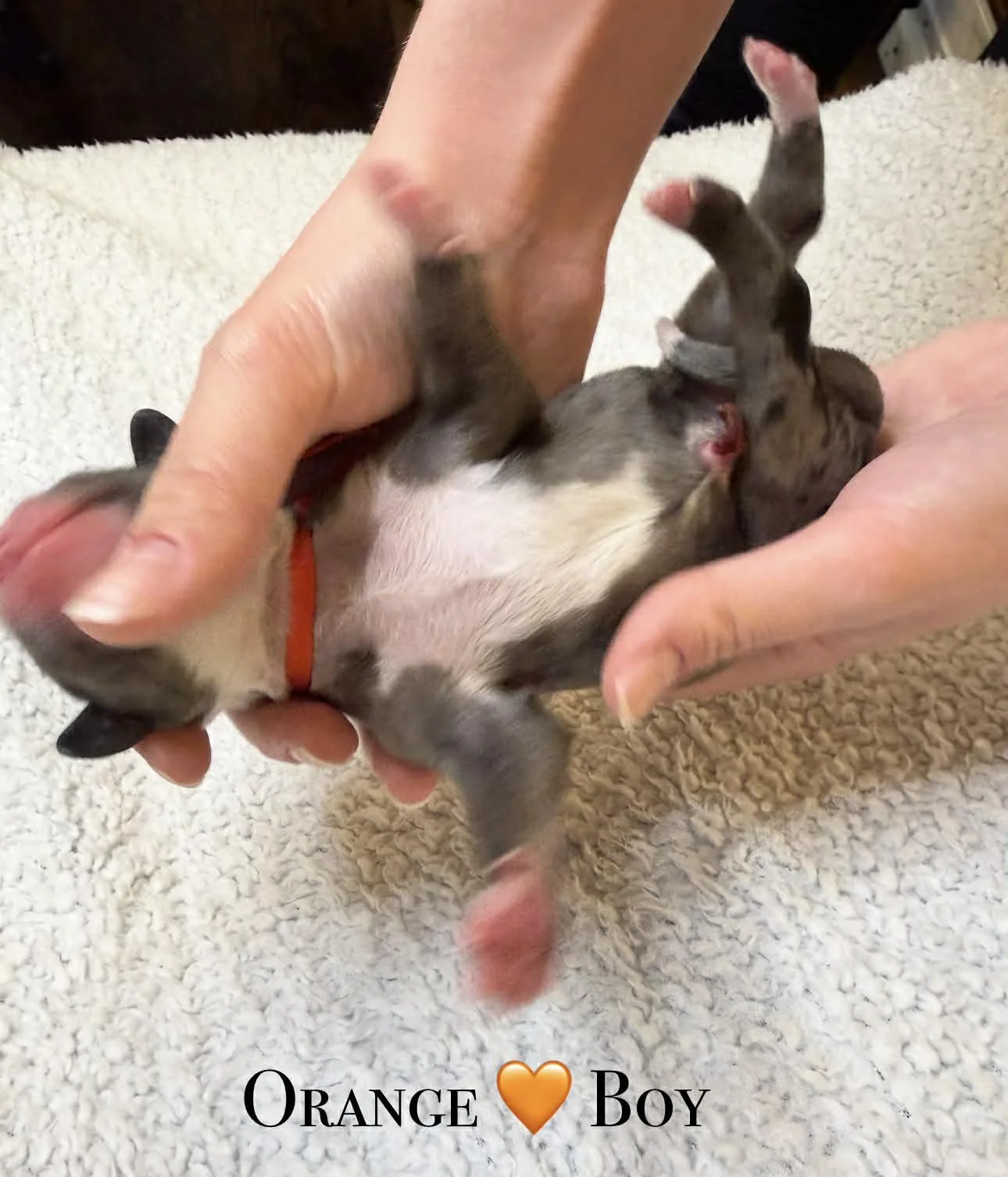 Merle Bernedoodle puppies