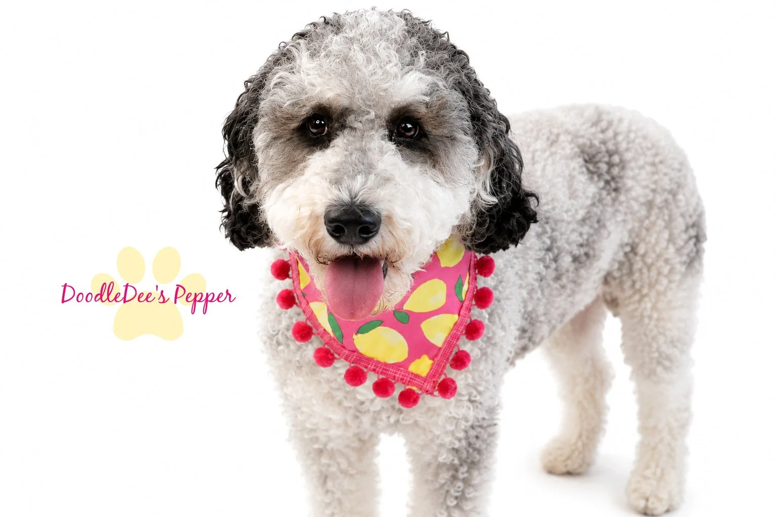 Pepper- Mini Bernedoodle