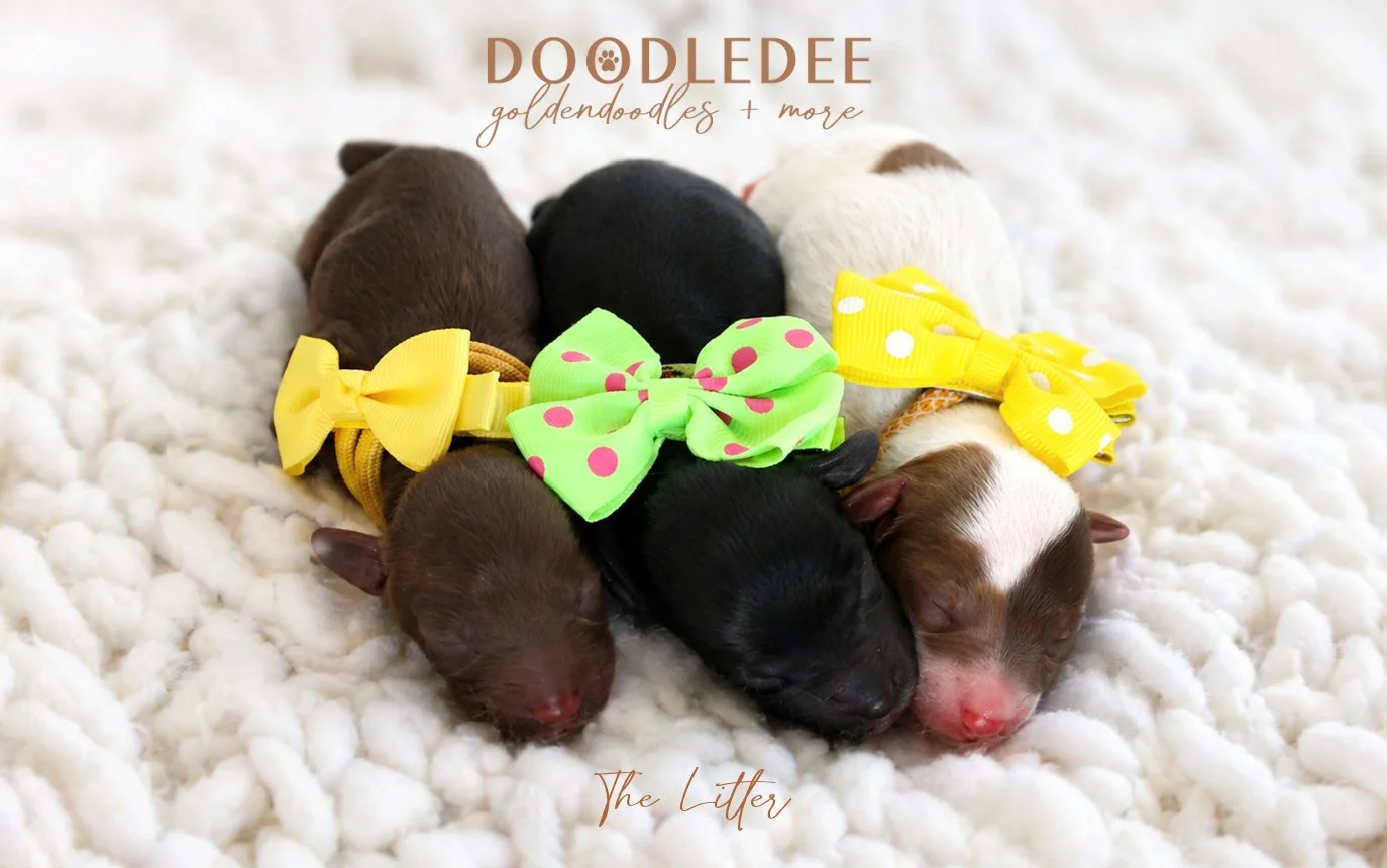Micro Mini English Goldendoodles