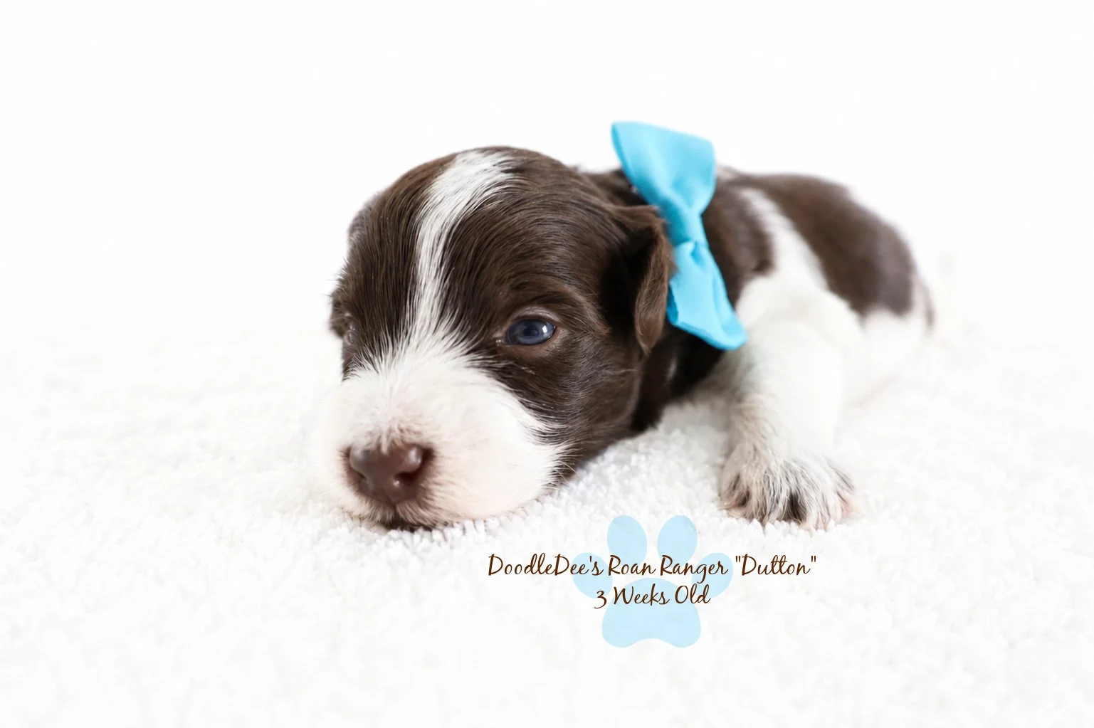 Micro Mini & Petite English Goldendoodle BREEDER HOLD