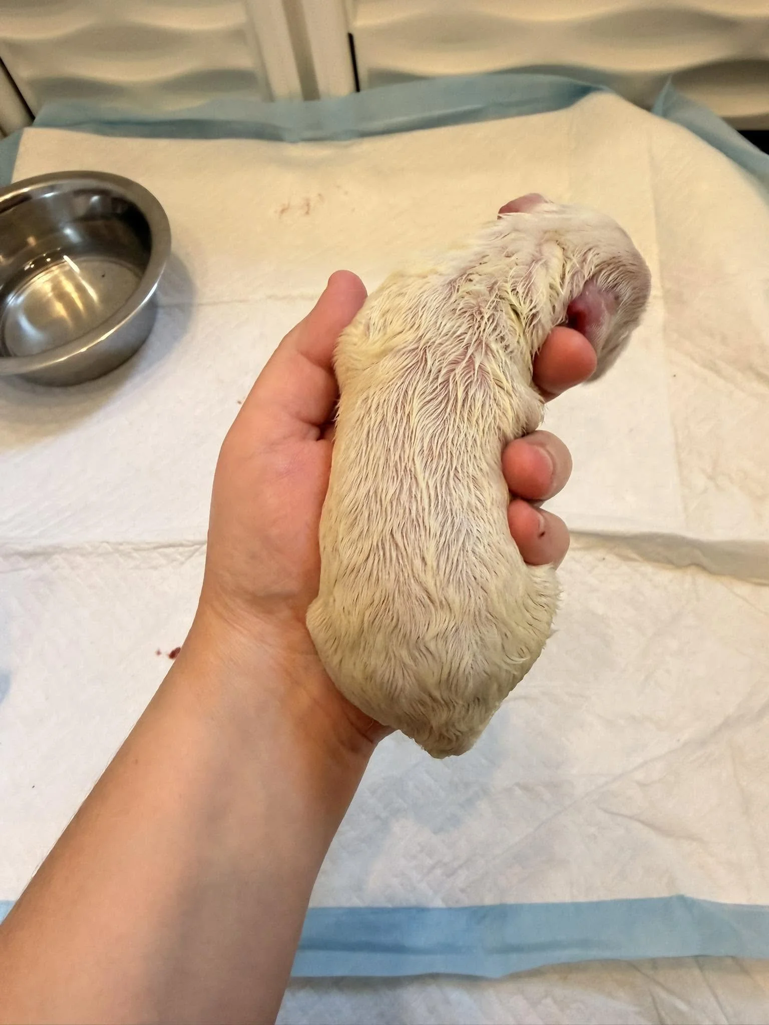 Mini Englsih Goldendoodle Male #1
