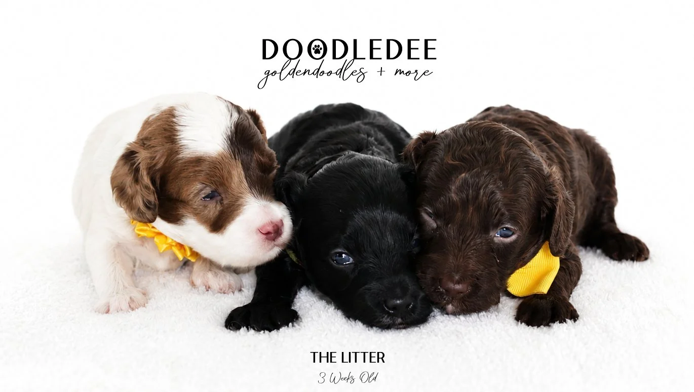 Micro Mini English Goldendoodles SOLD