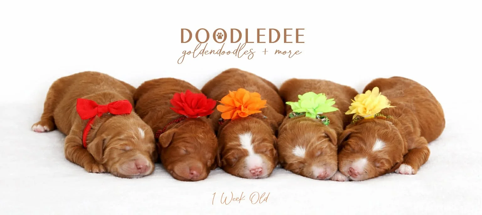 Mini English Goldendoodle