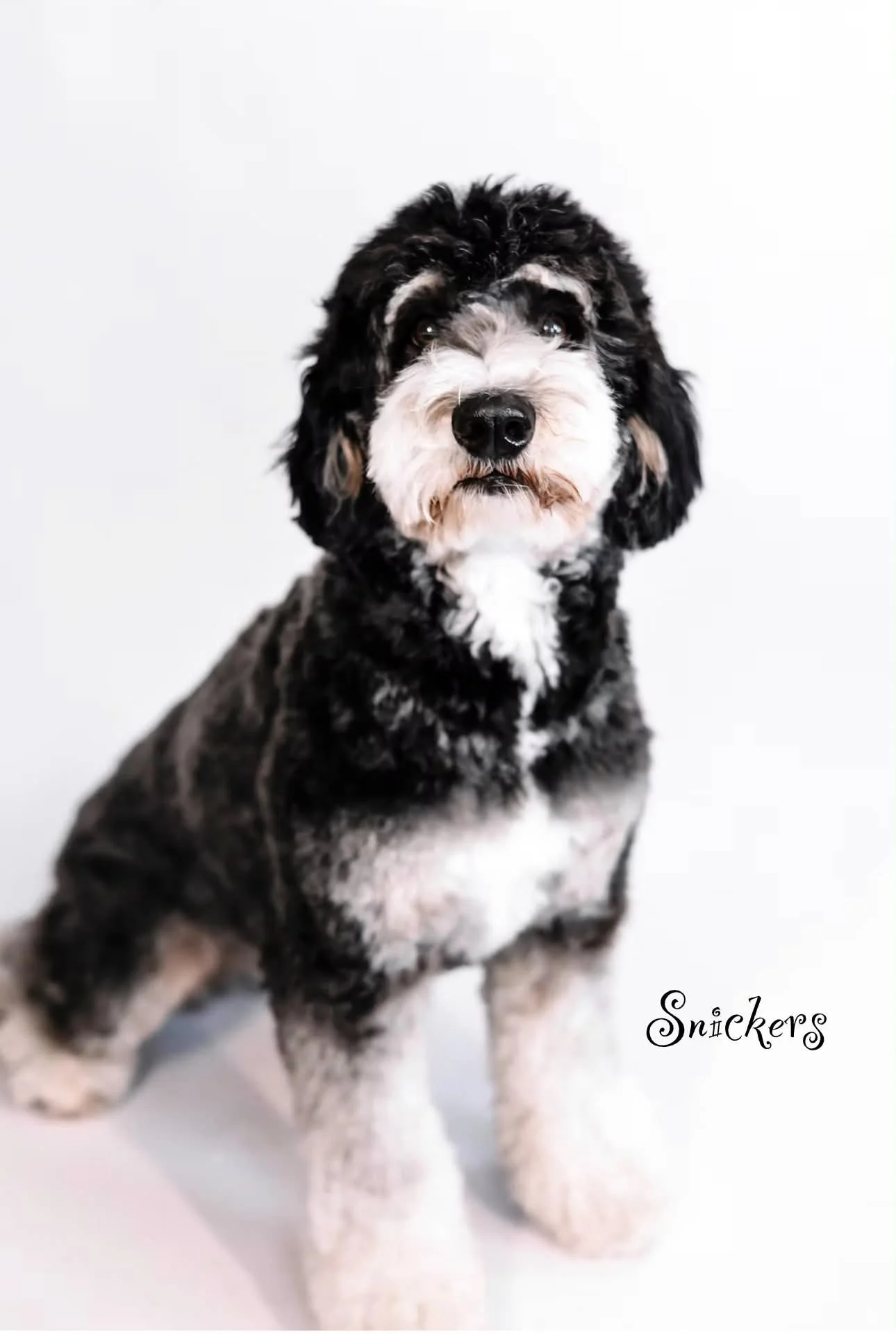 Snickers- Mini Bernedoodle