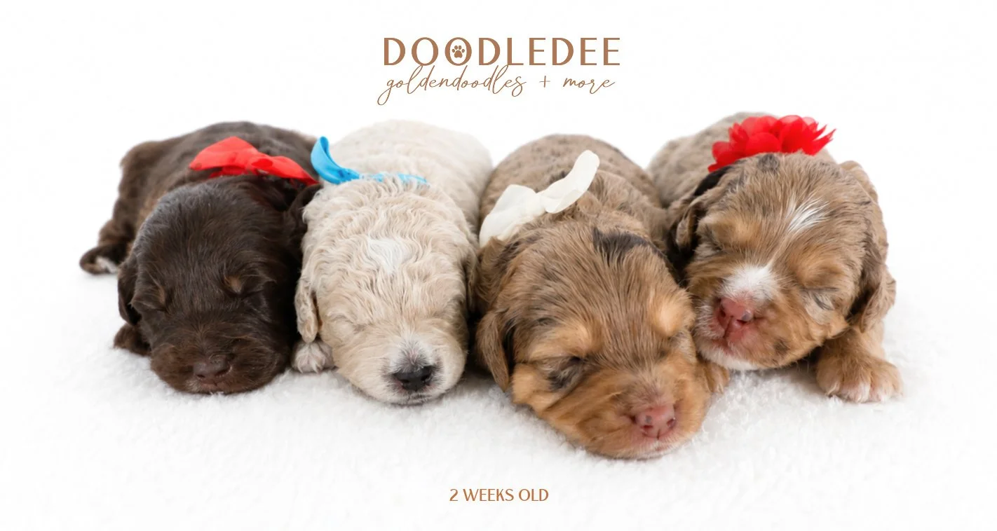 Mini English Goldendoodles