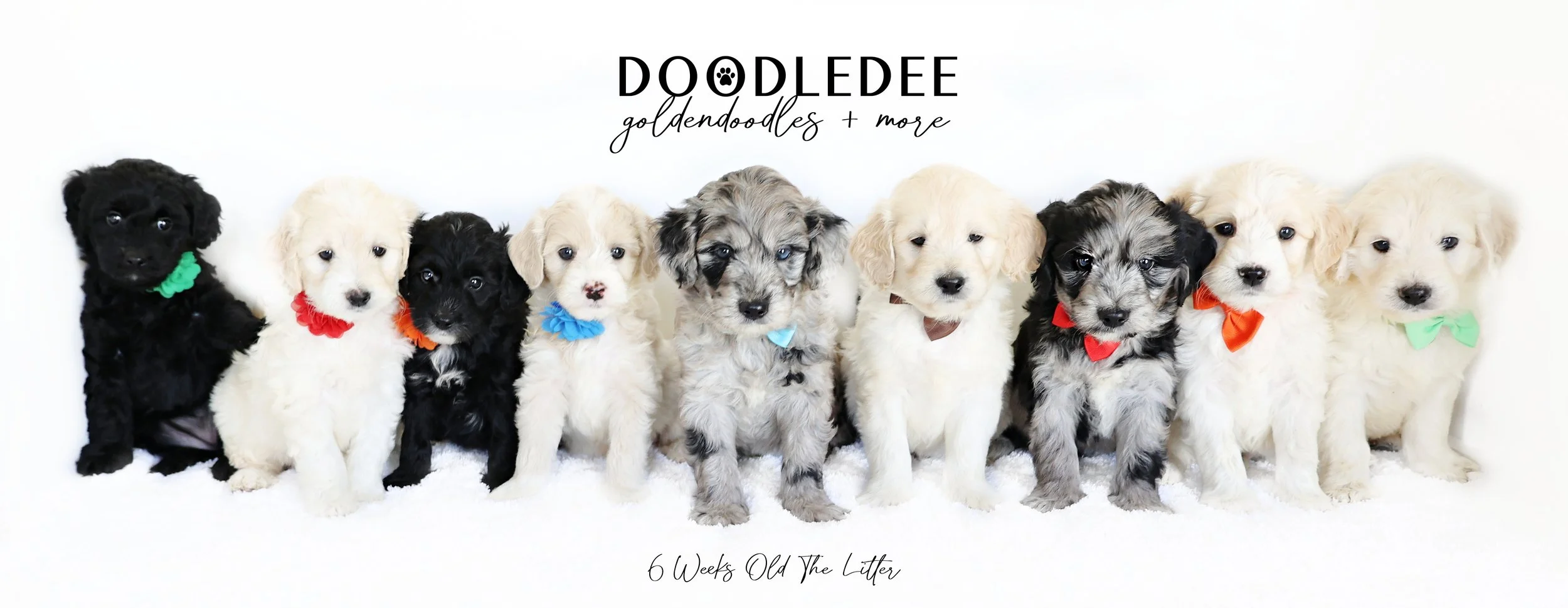 English Goldendoodle Puppies - Dalwhinnie
