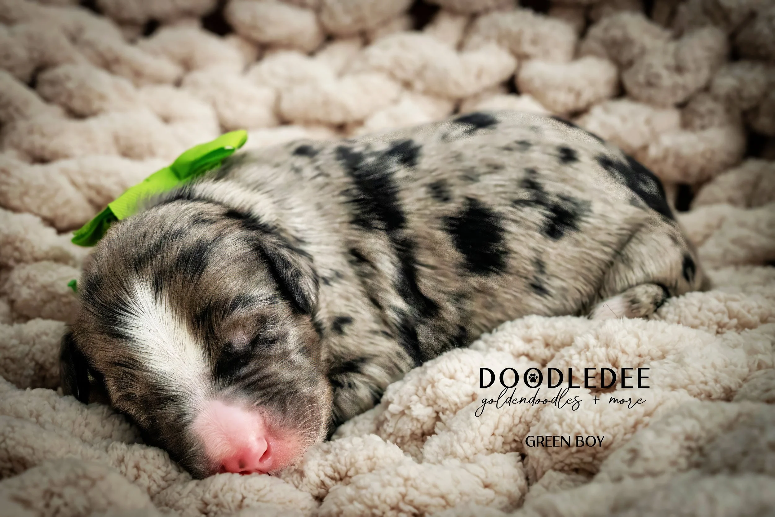 Merle Bernedoodle puppies