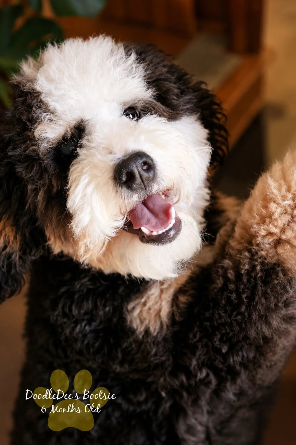 Mini Bernedoodle