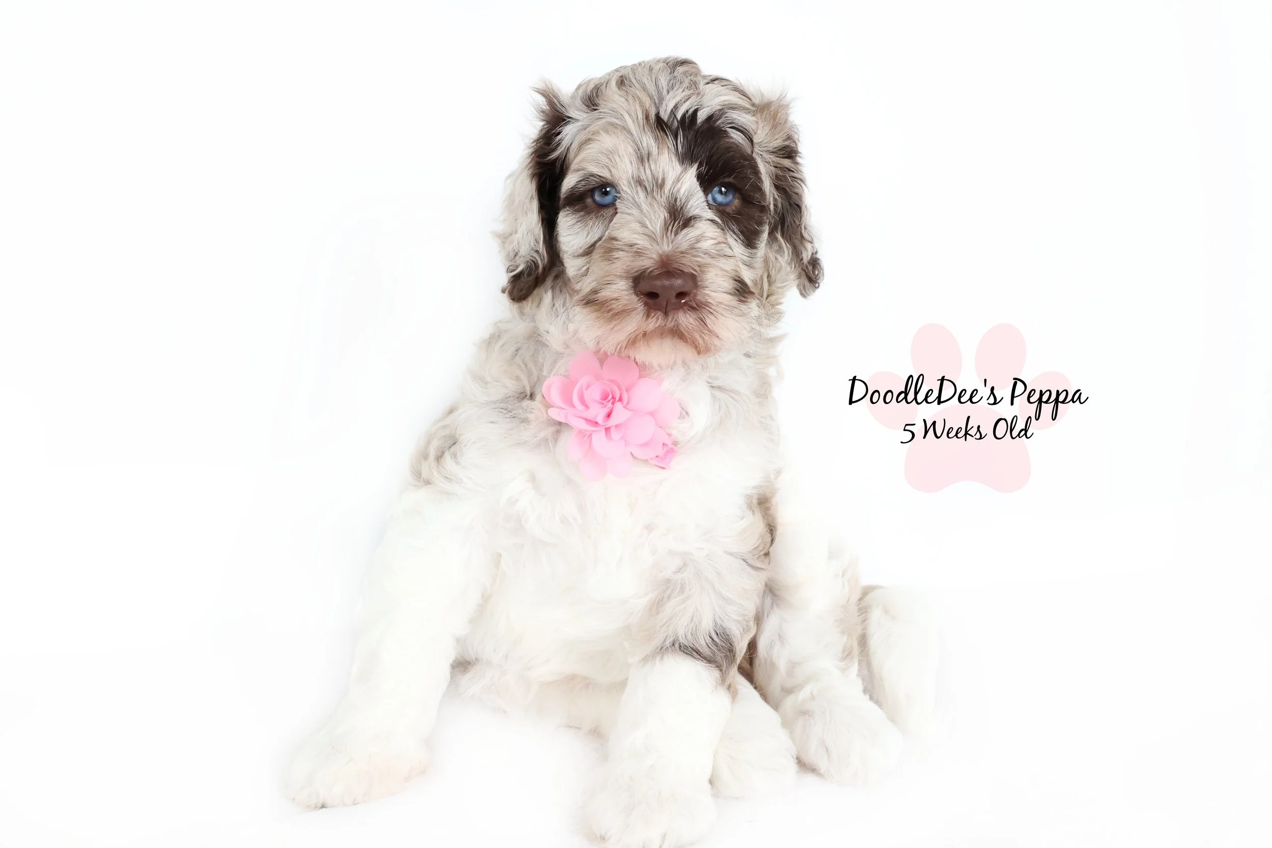 Chocolate Merle English Goldendoodle
