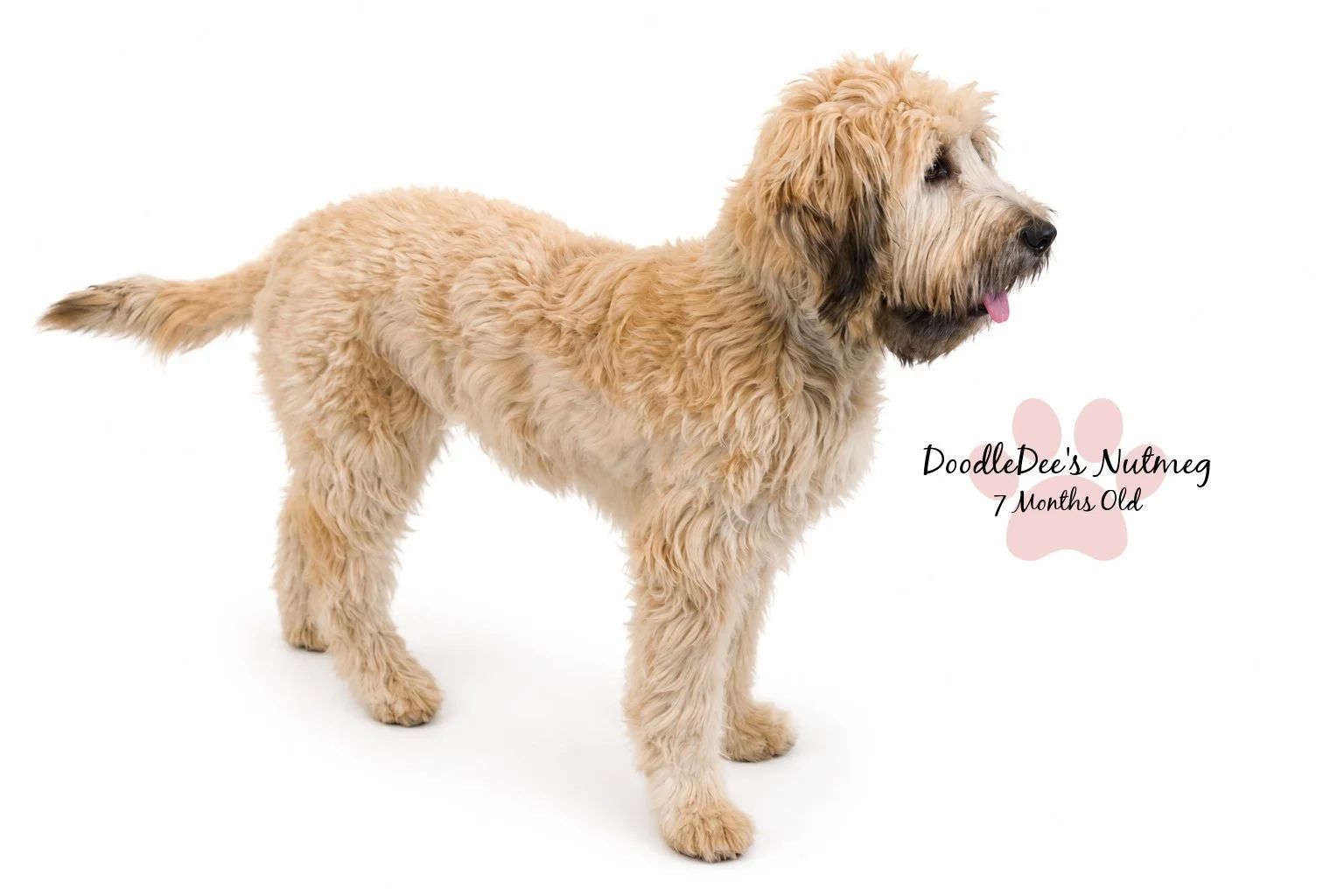Petite Sable English Goldendoodle 23#