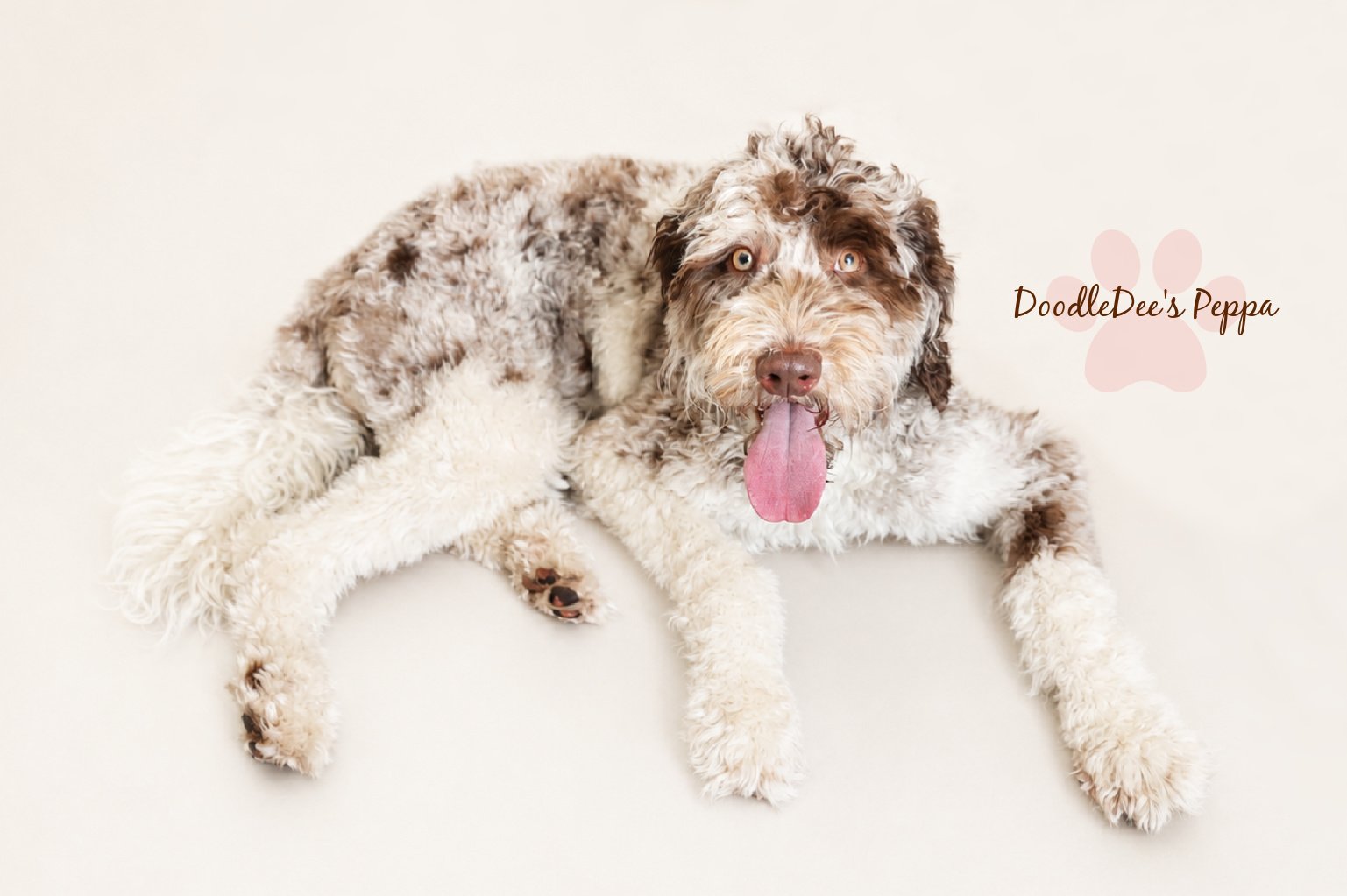 Chocolate Merle English Goldendoodle
