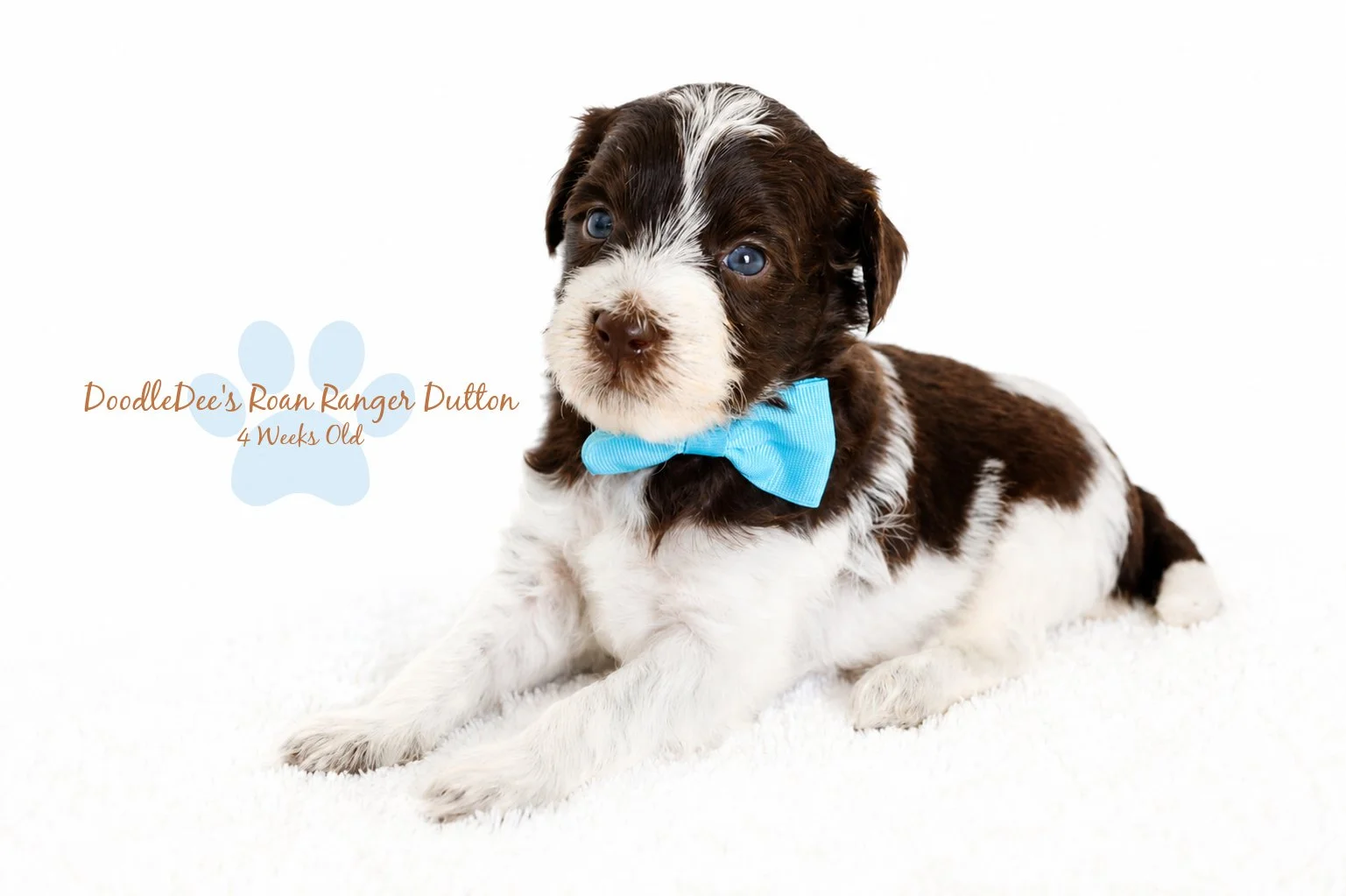 Micro Mini / Petite English Goldendoodle Male BREEDER HOLD