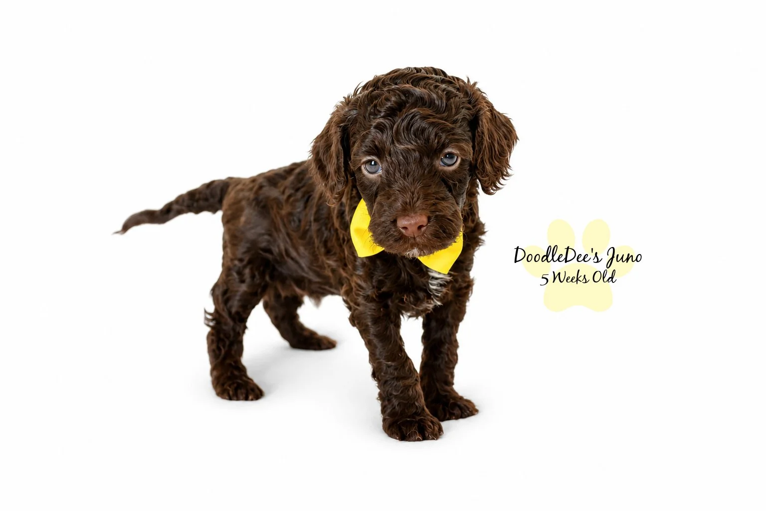Micro Mini English Goldendoodles BREEDER HOLD