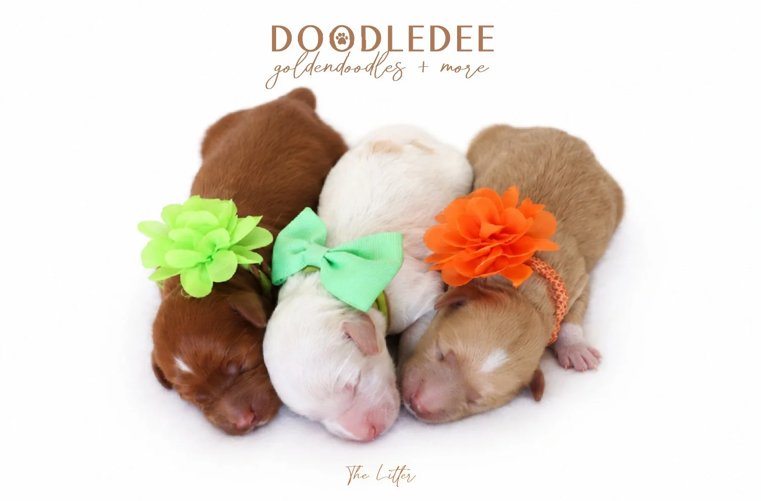 Micro Mini English Goldendoodle | Petite English Goldendoodle