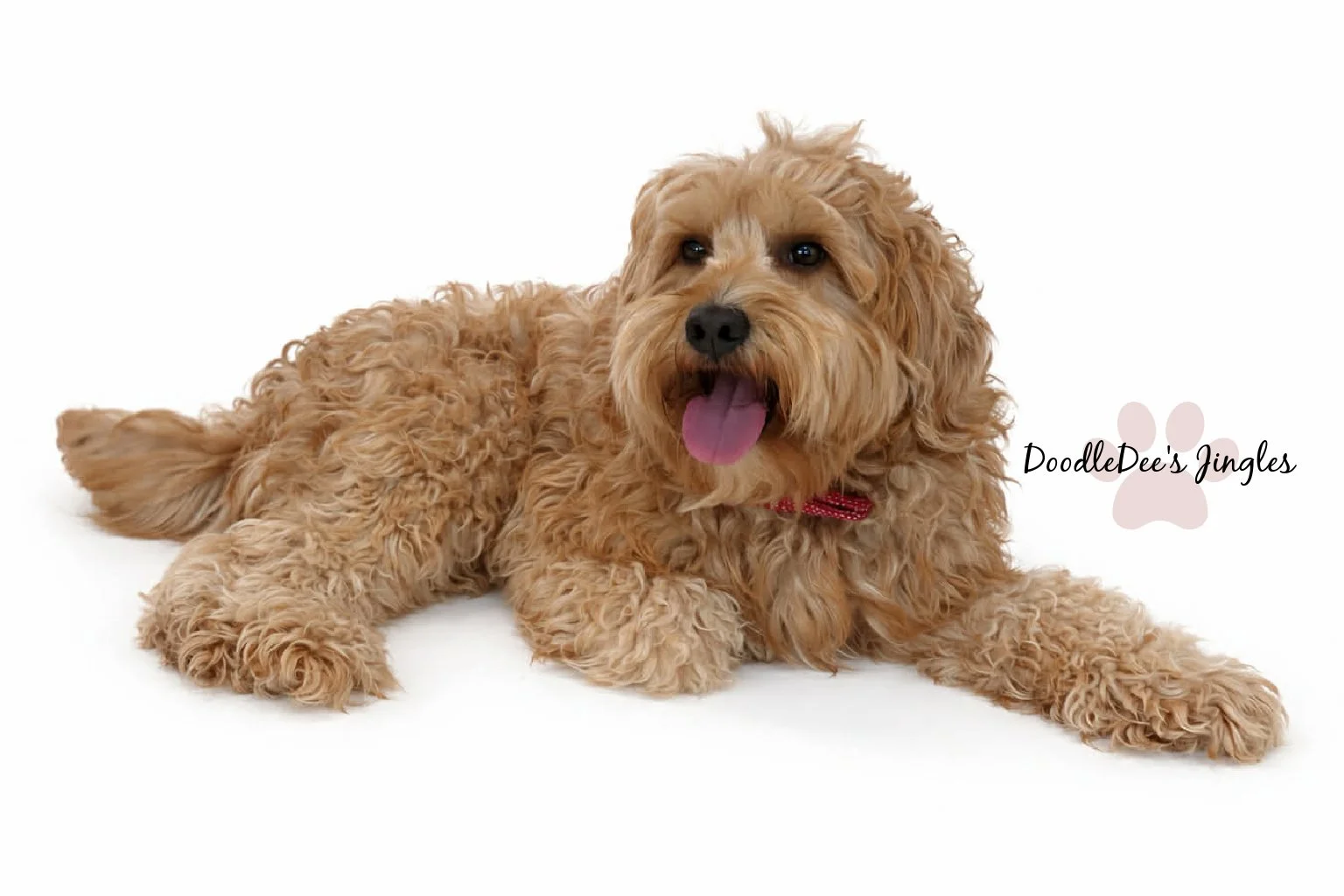 Mini English Goldendoodle Stud