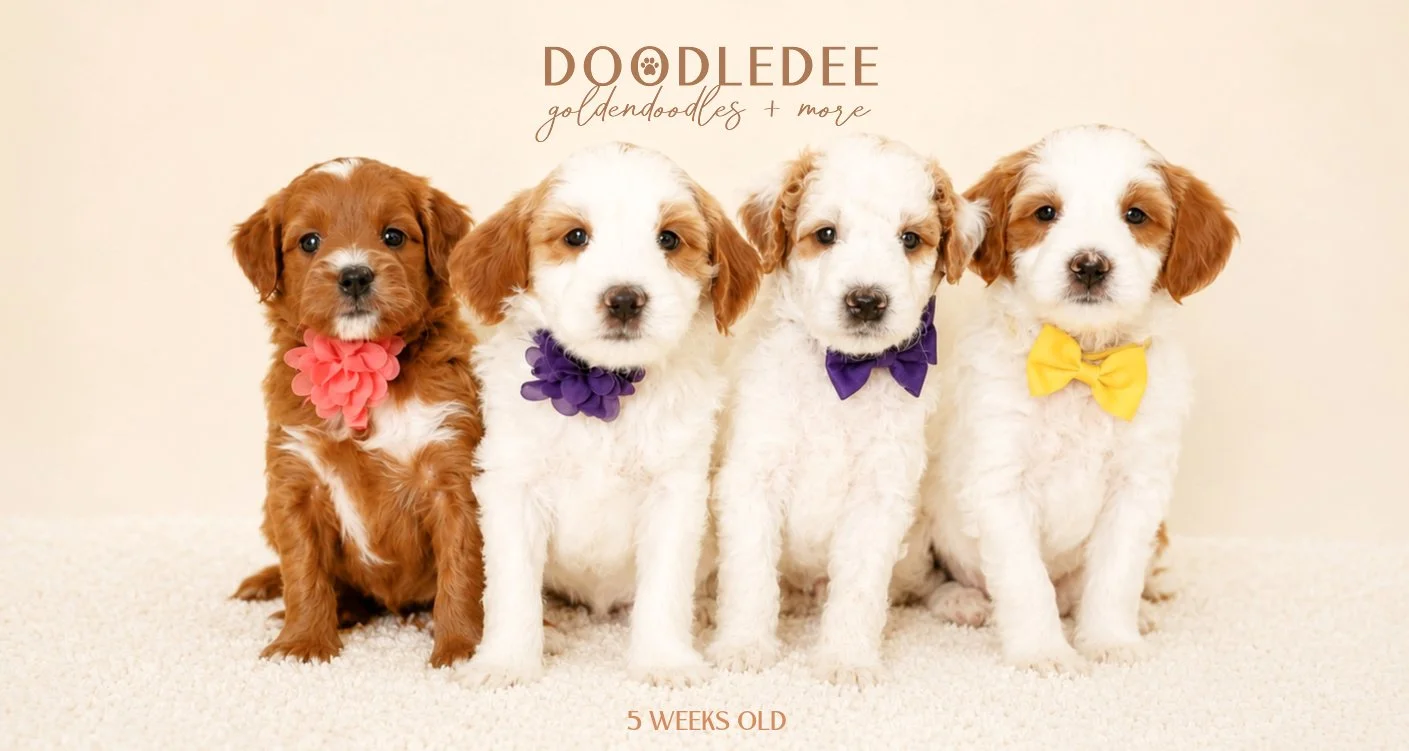Micro Mini English Goldendoodle Puppies | Petite English Goldendoodle Puppies