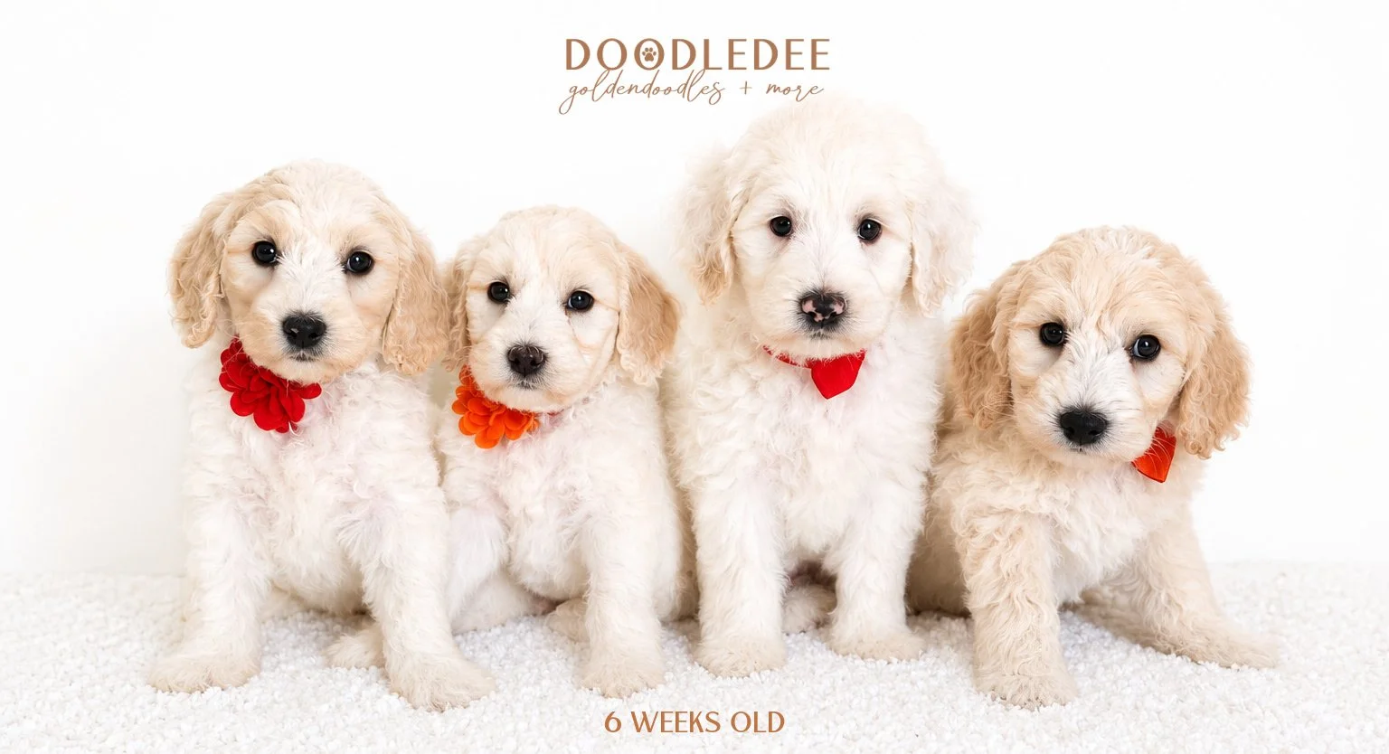 Mini Englsih Goldendoodles