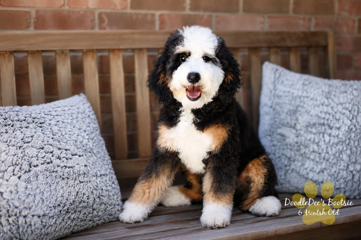 Mini Bernedoodle