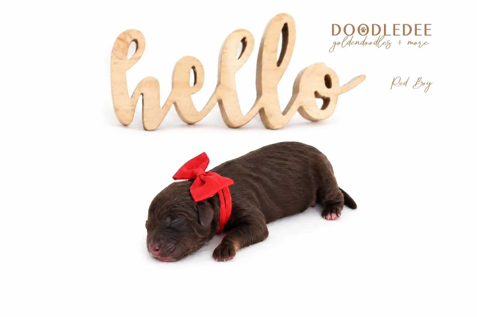 Mini English Goldendoodles