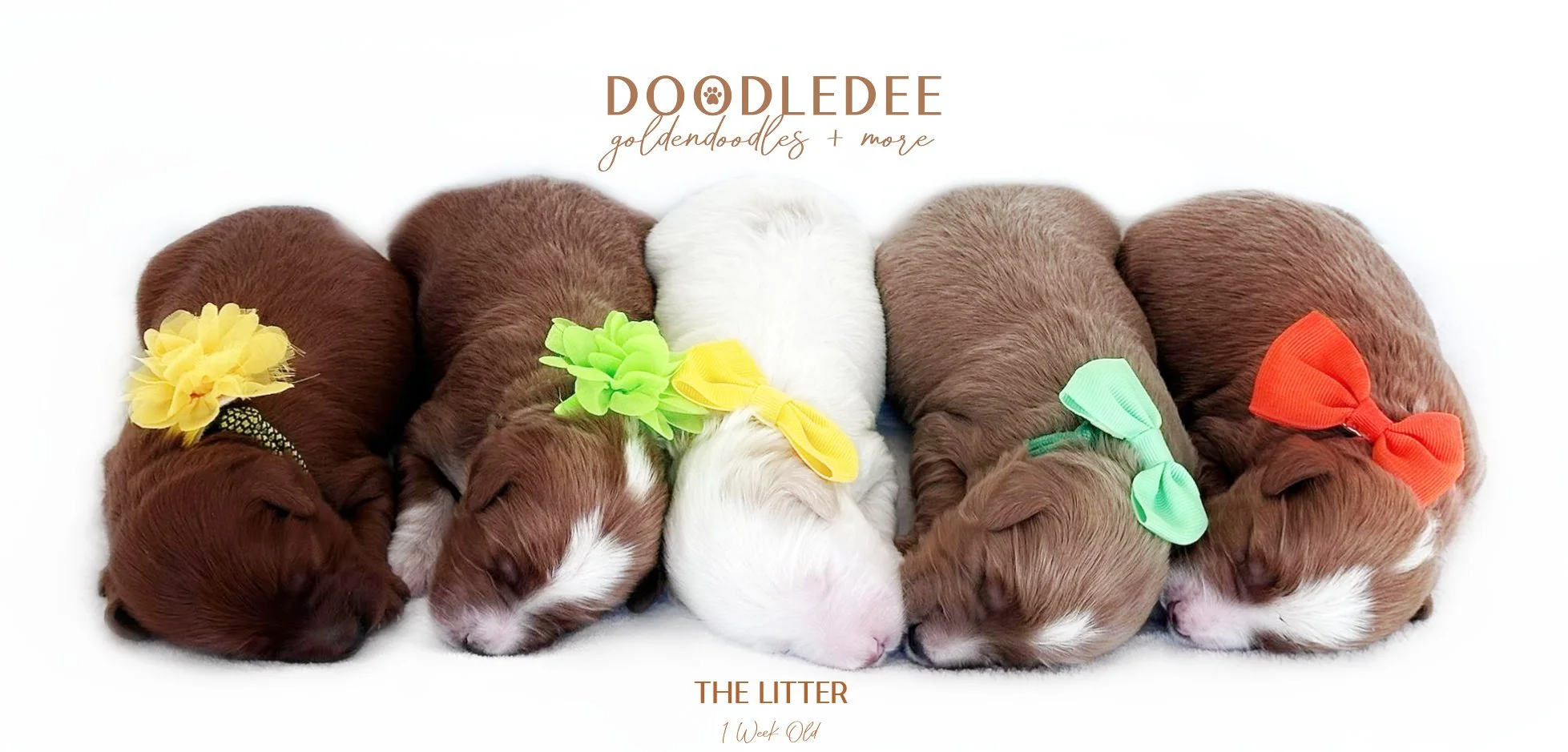 English Goldendoodle Puppies