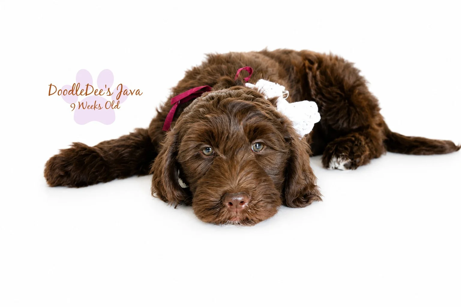Medium English Goldendoodle Female- JAVA- GUARDIAN OPPORTUNITY