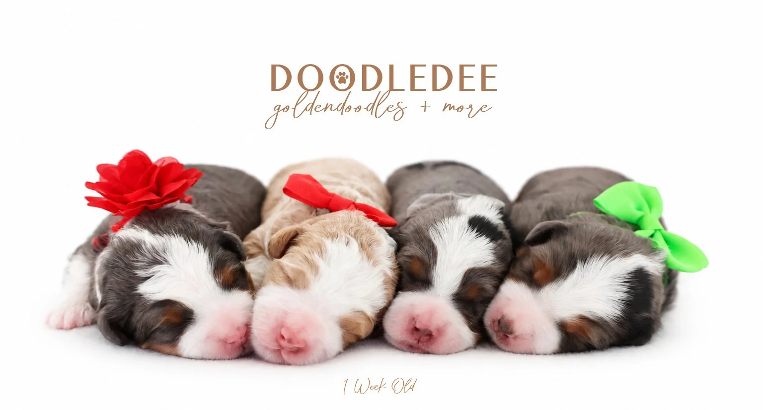 Micro Mini Bernedoodle Puppies | Petite Bernedoodle Puppies