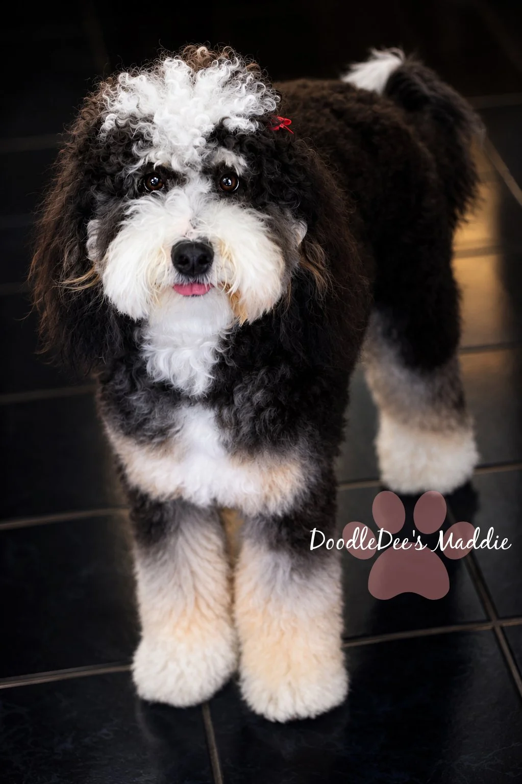 Maddie- Petite Bernedoodle