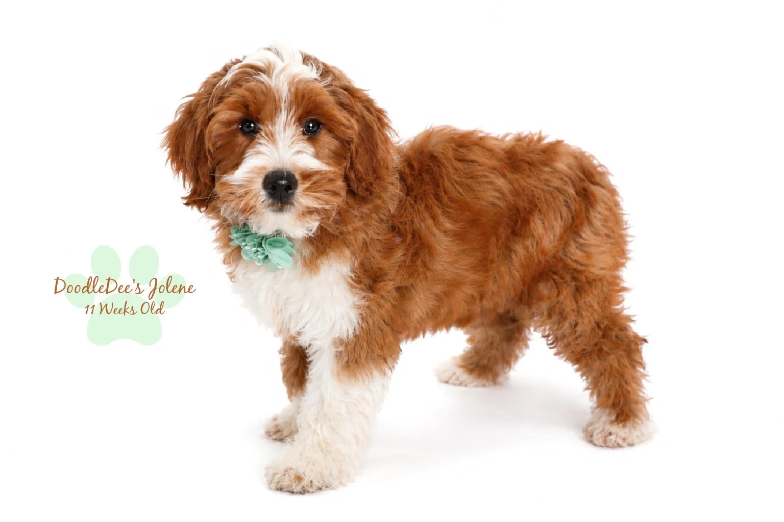 Petite English Goldendoodle