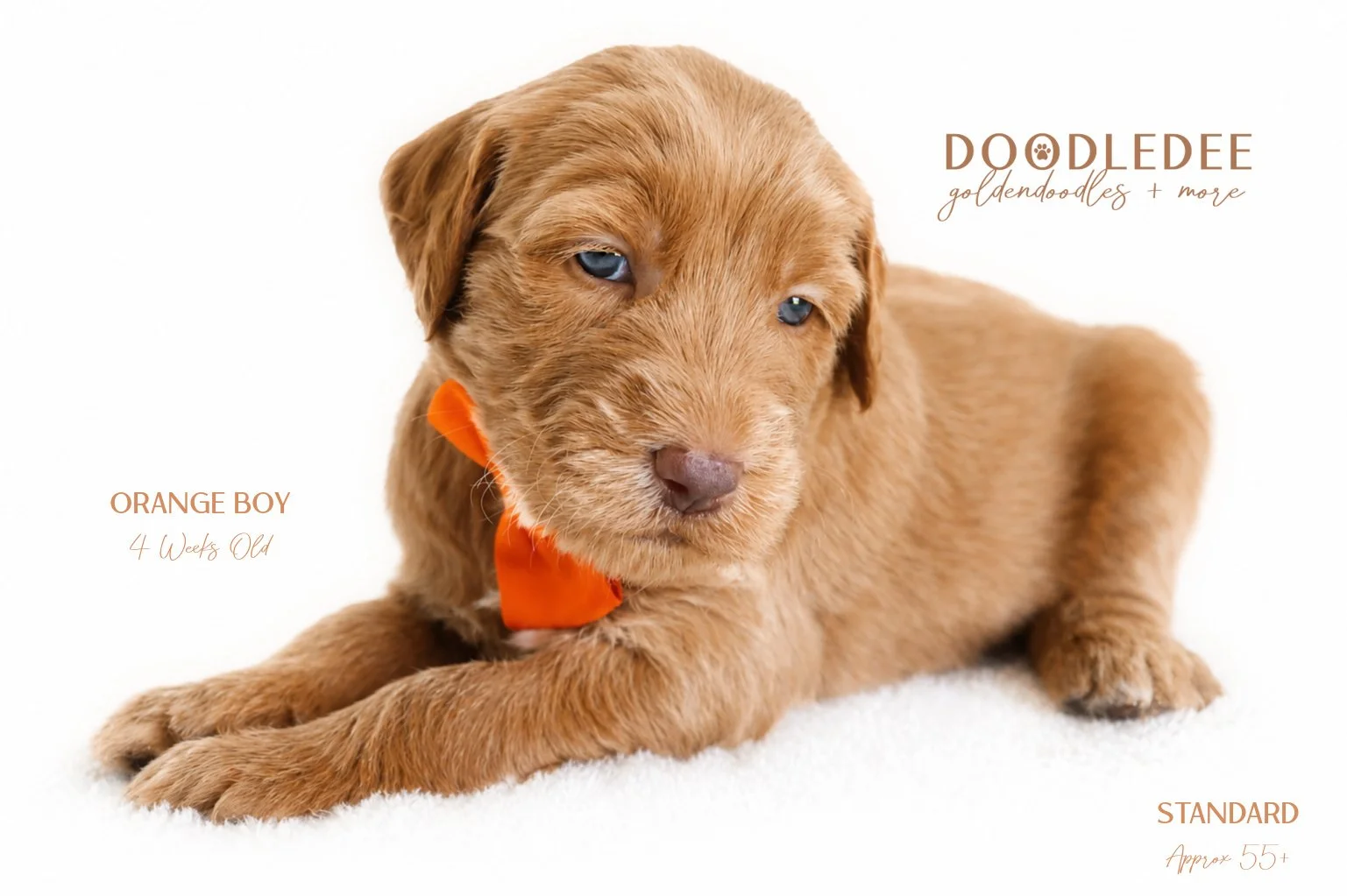 Standard English Goldendoodle $3,000