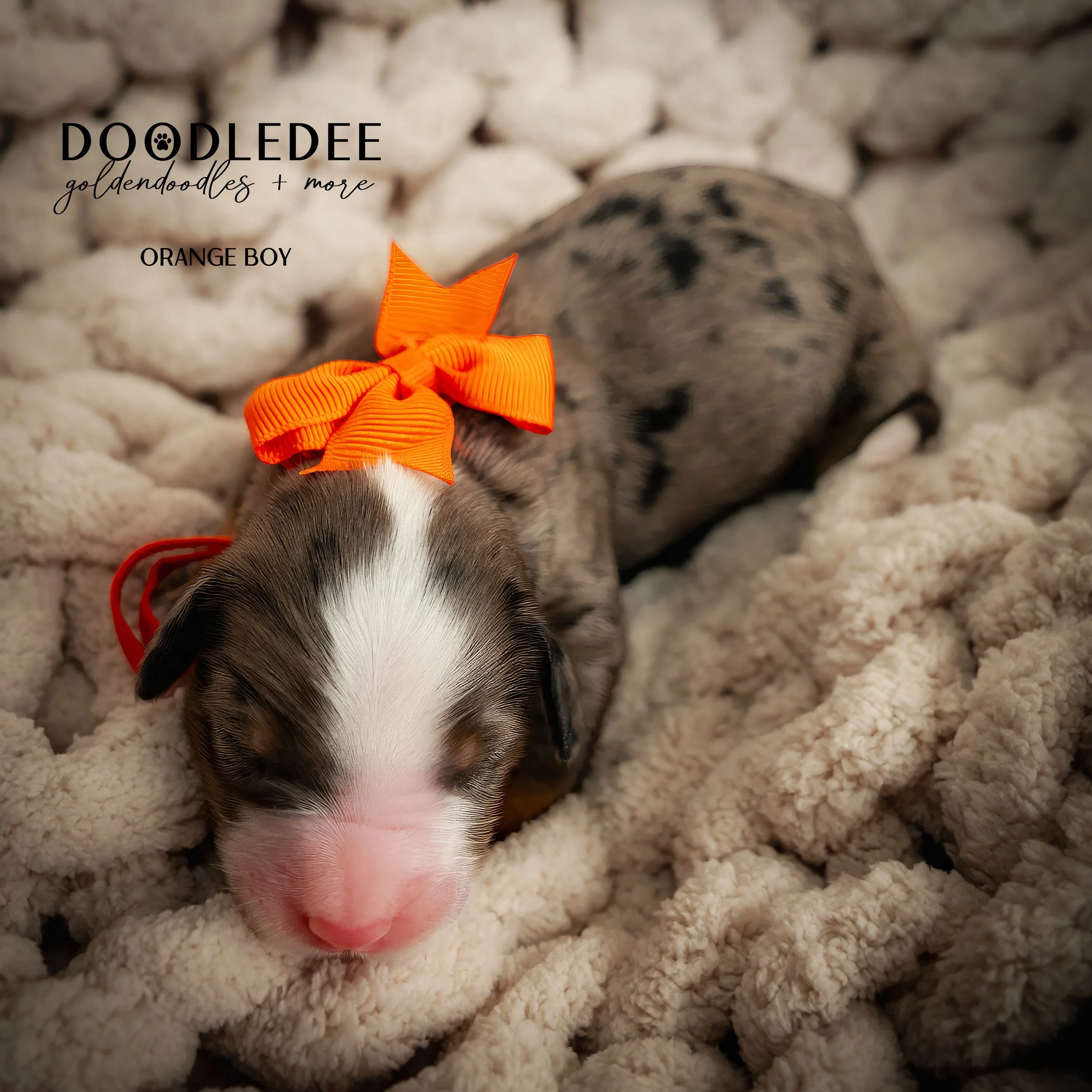 Merle Bernedoodle puppies