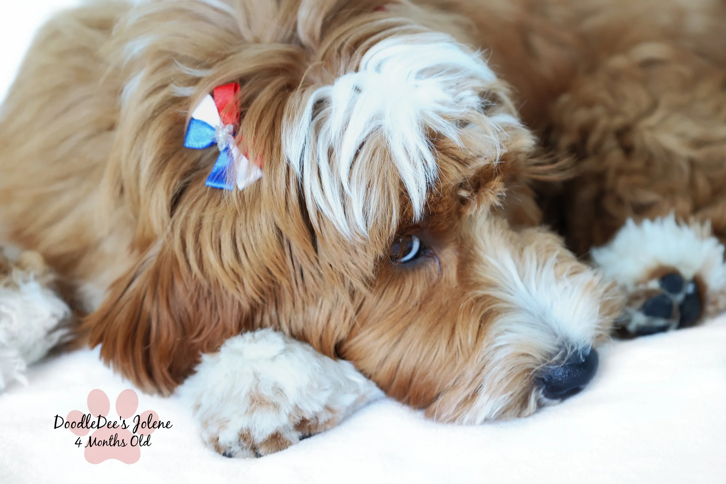 Petite English Goldendoodle 4 Months 15 Lbs