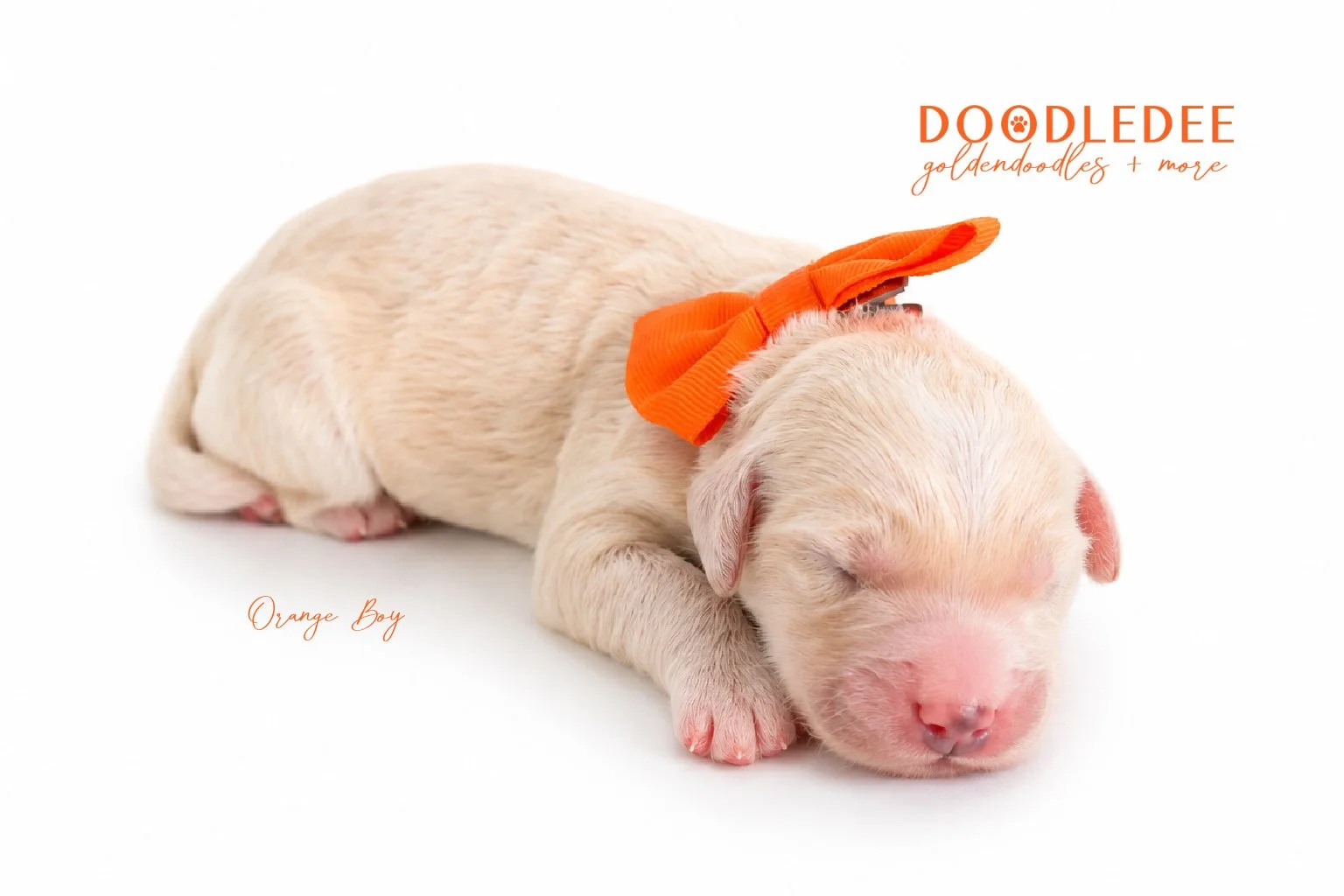 Mini Englsih Goldendoodles