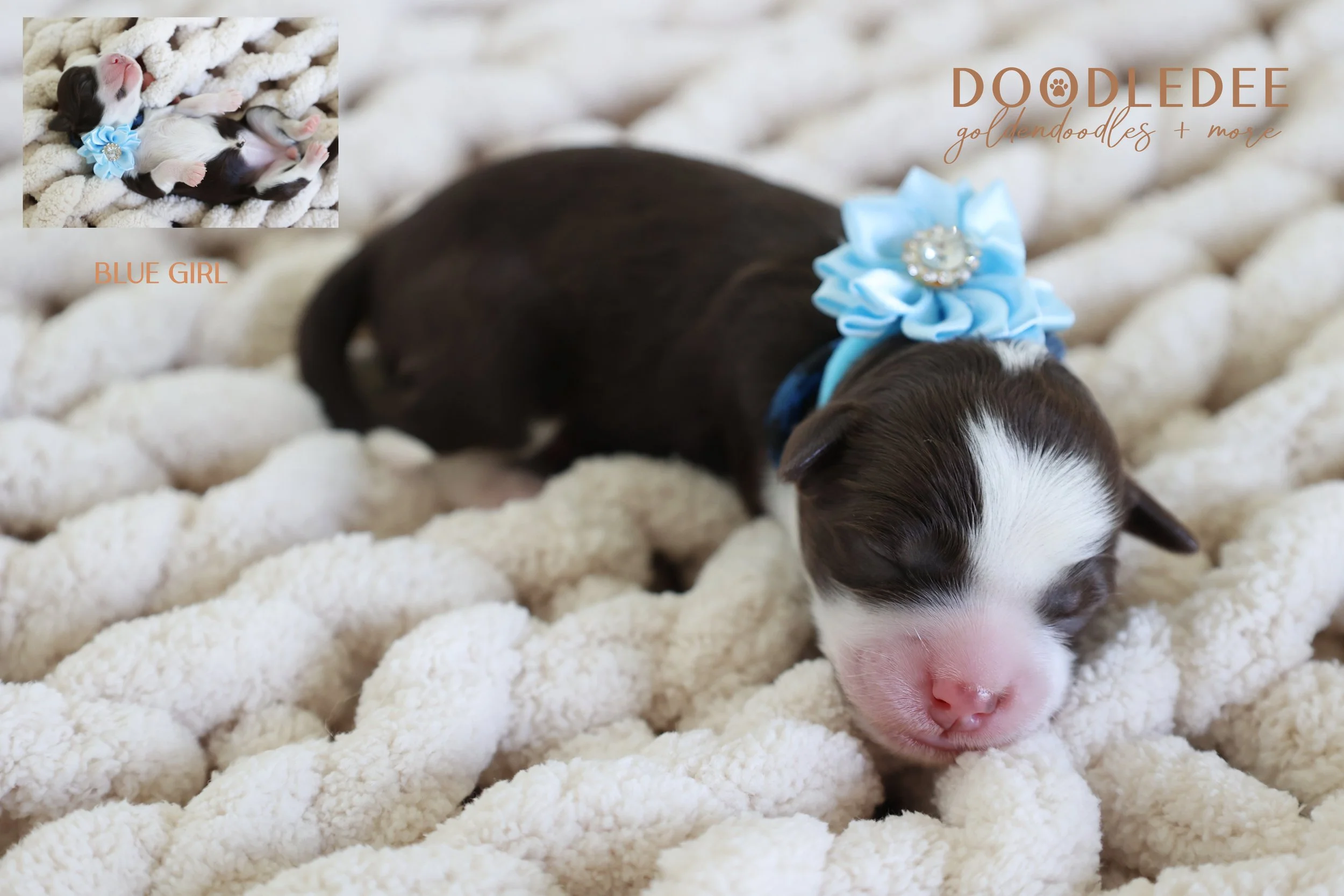 Micro MIni & Petite English Goldendoodles