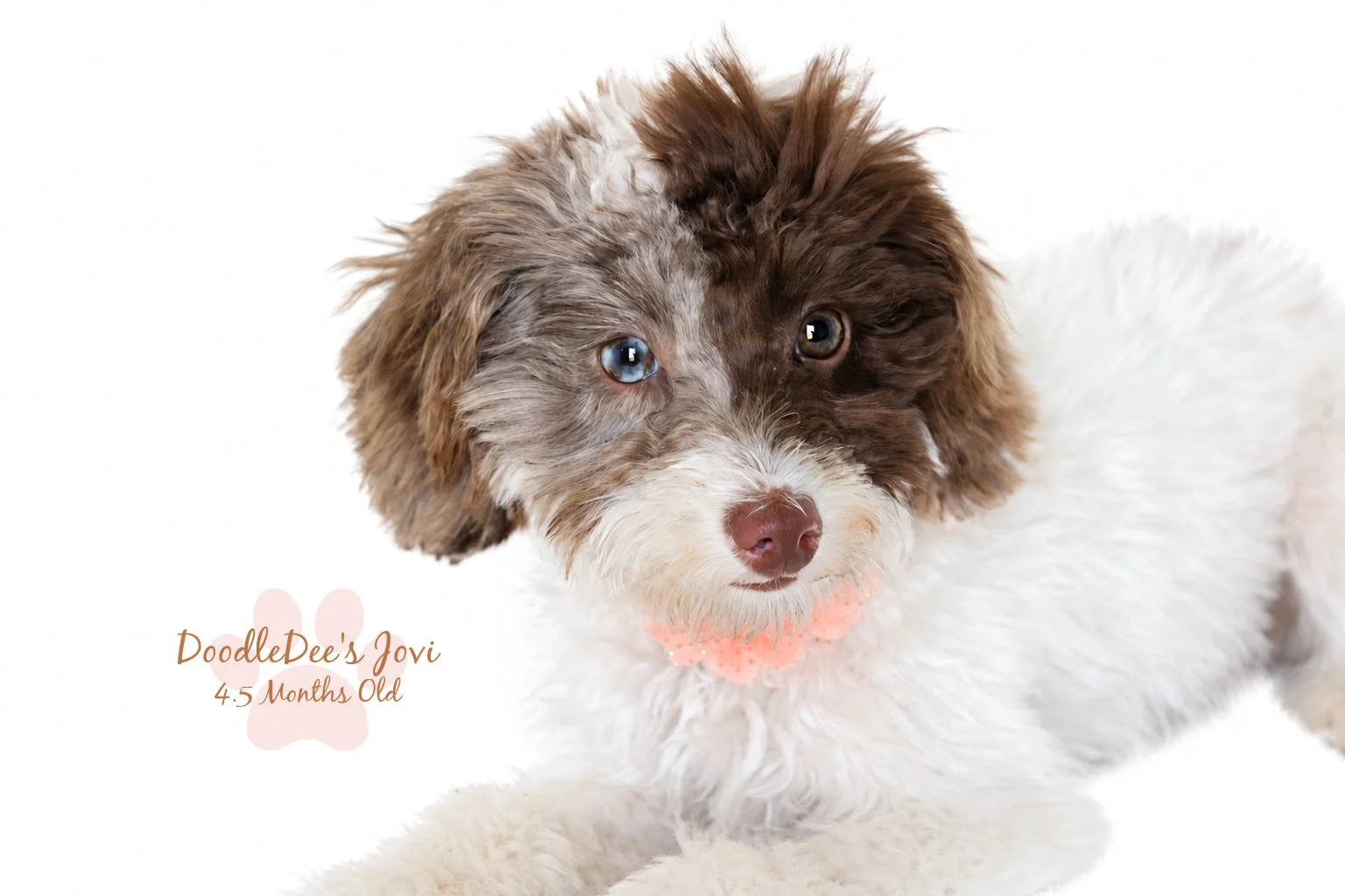 Micro Mini English Goldendoodle | 4.5 months Old 5.4 lbs