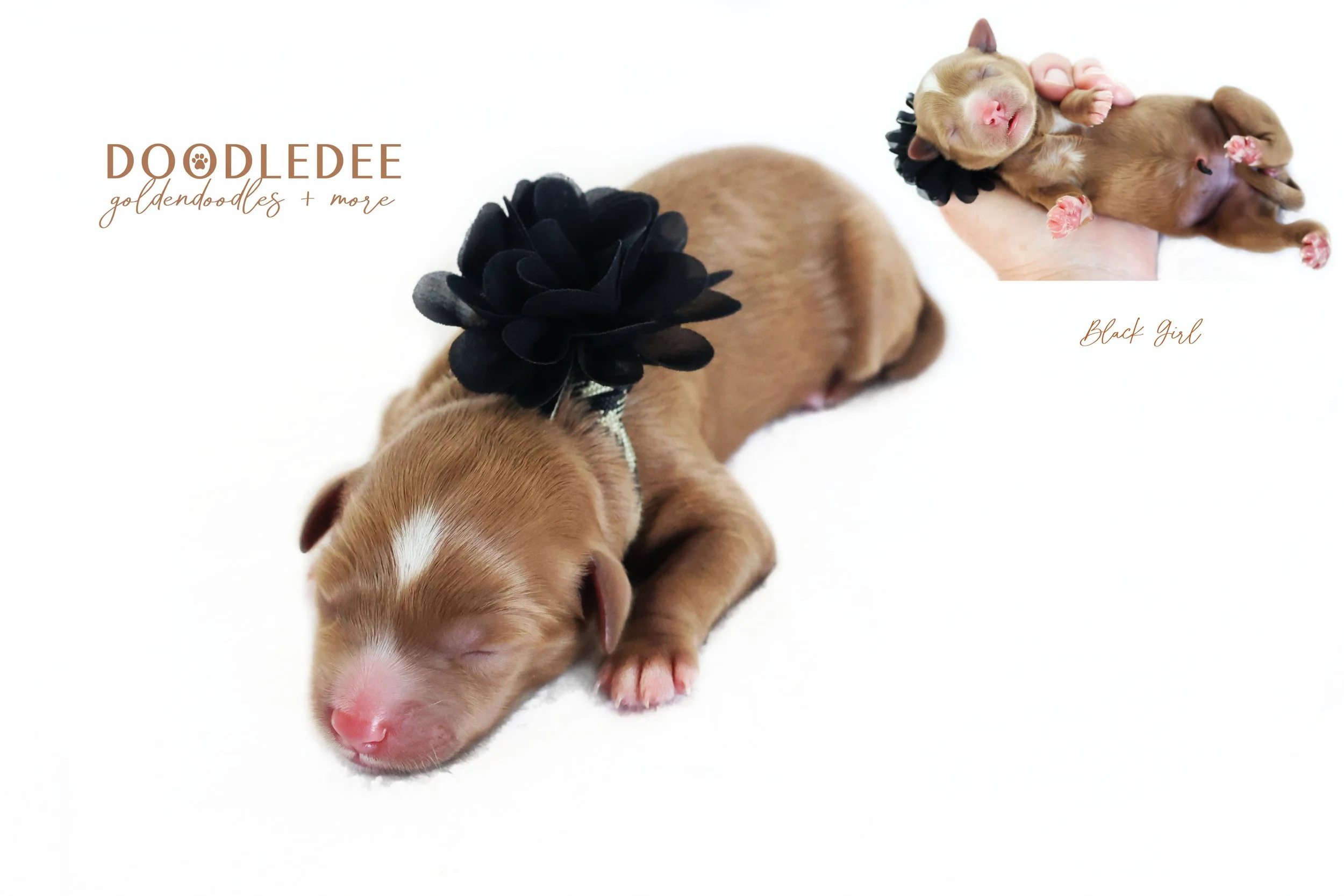 English Goldendoodle Puppies