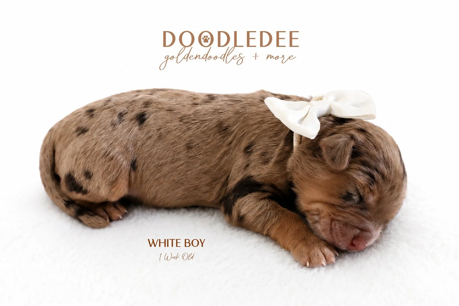 Petite / Mini English Goldendoodle Male- GUARDIAN OPPORTUNITY