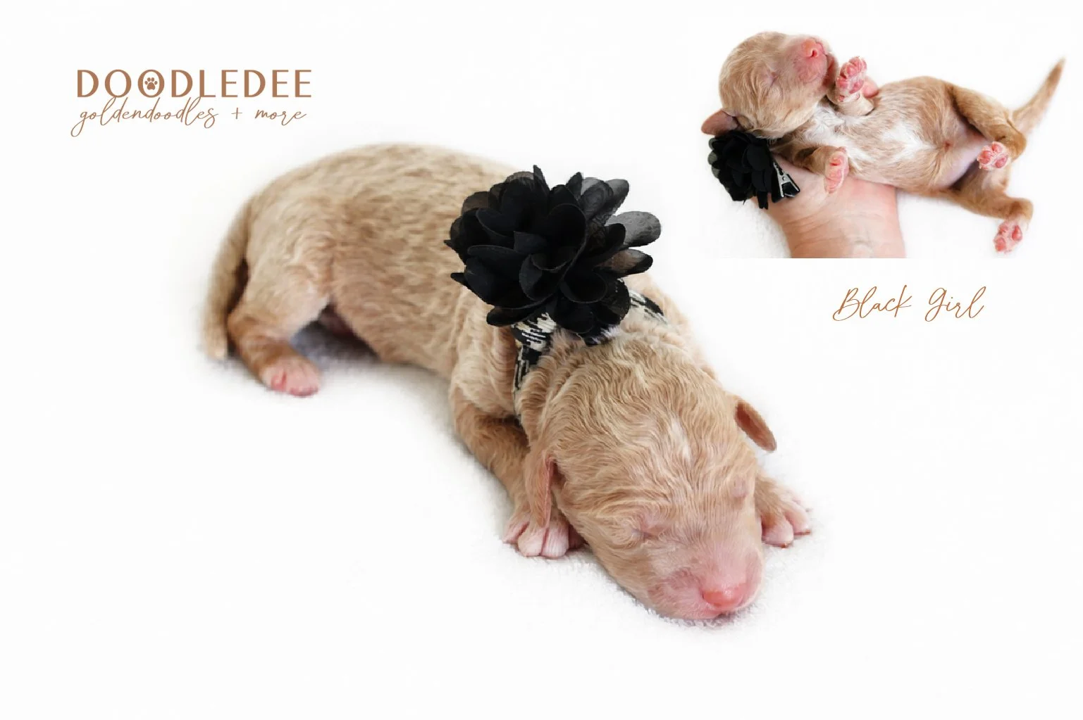 Mini English Goldendoodle Puppies | Medium English Goldendoodle Puppies
